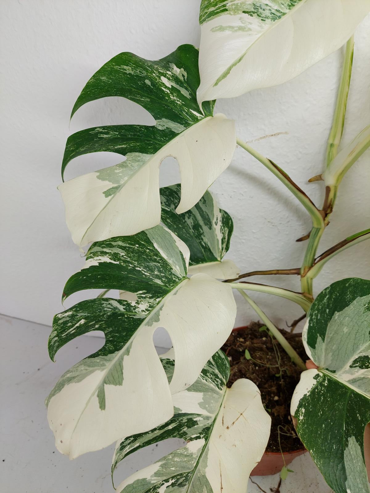 Monstera Variegata (zum aussuchen)