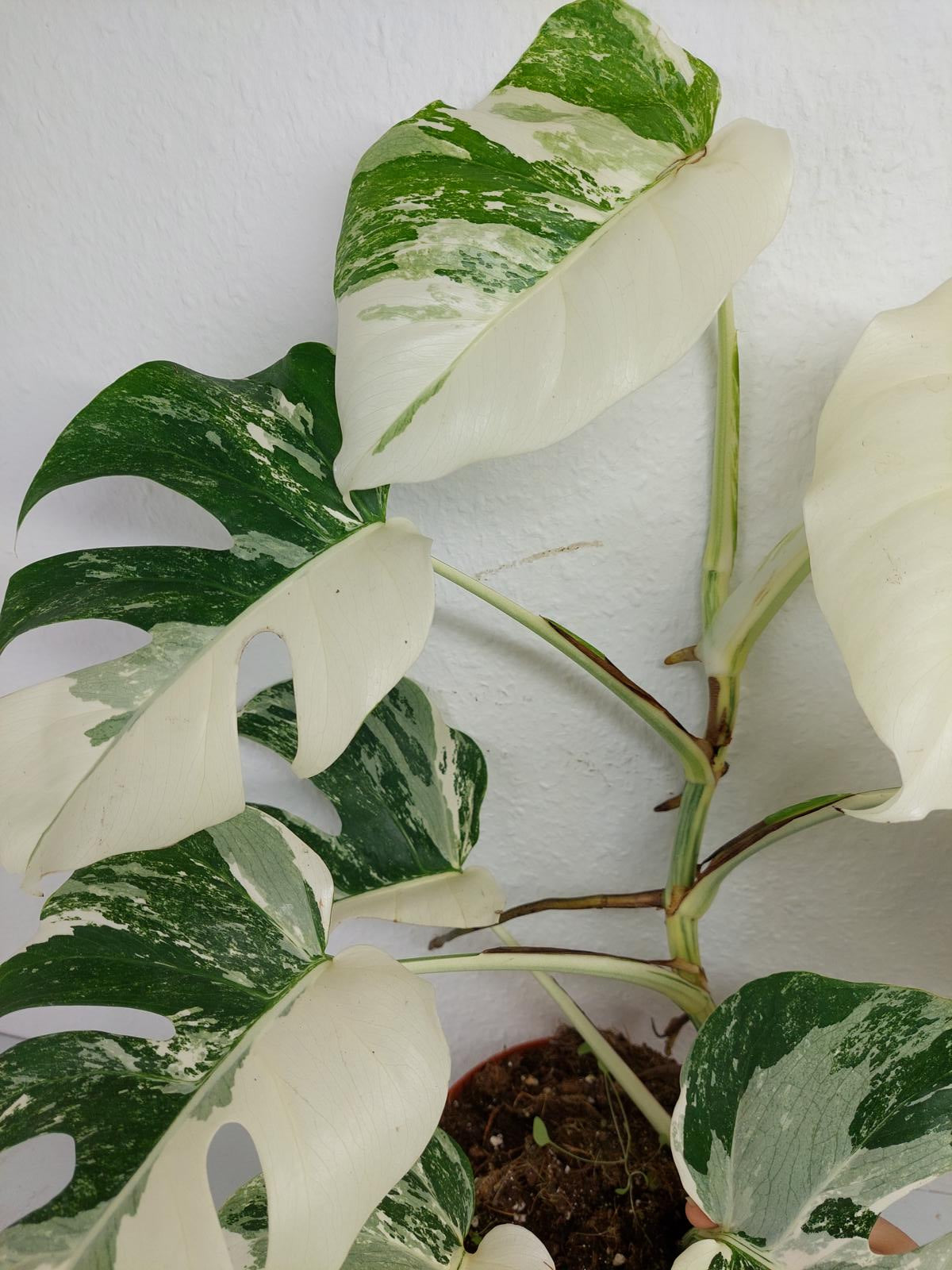 Monstera Variegata (zum aussuchen)