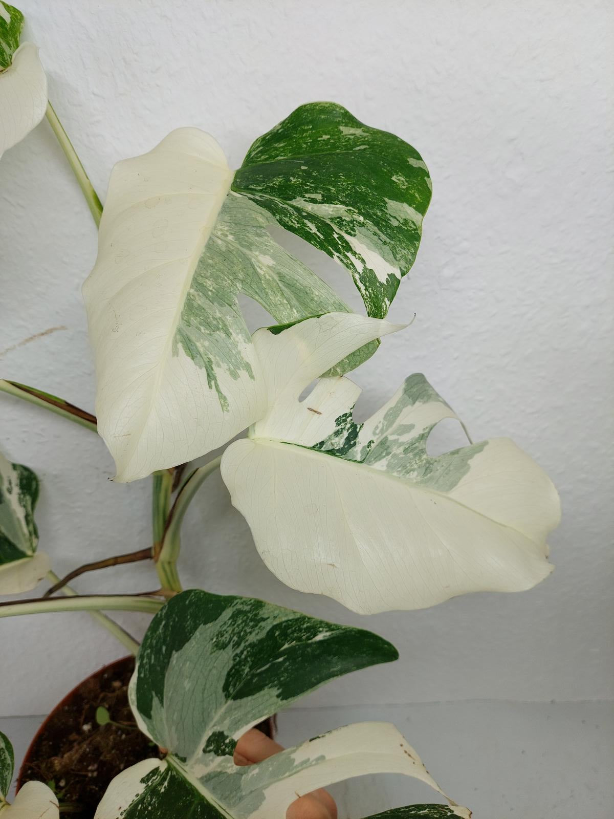 Monstera Variegata (zum aussuchen)