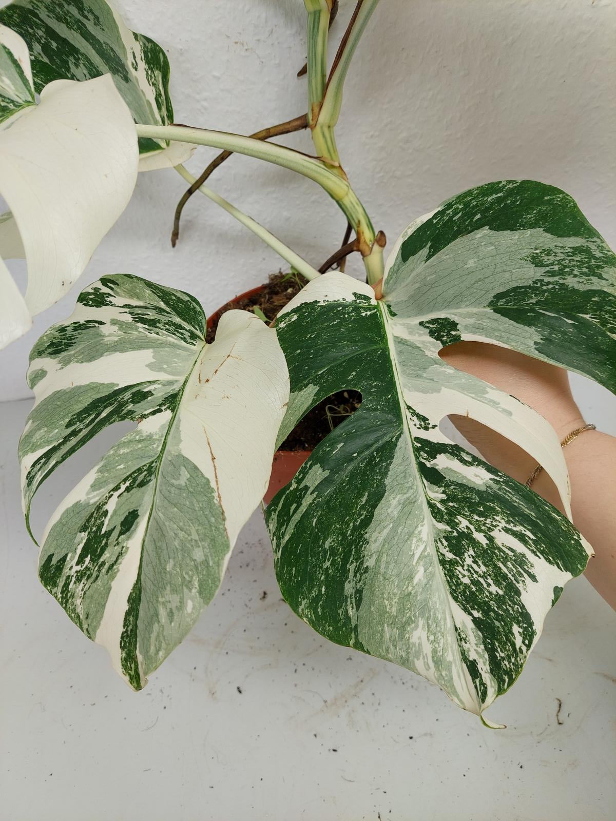 Monstera Variegata (zum aussuchen)