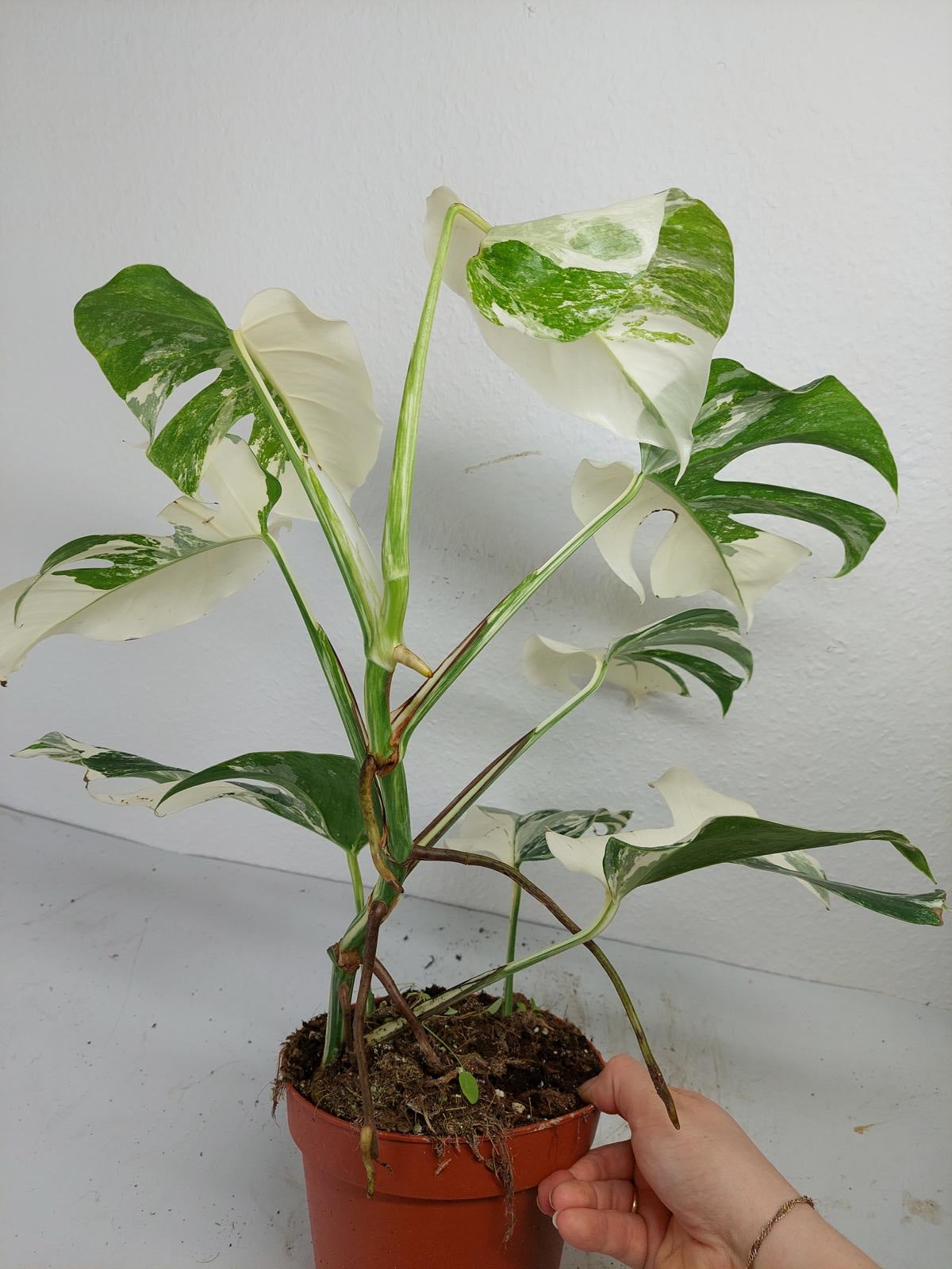 Monstera Variegata (zum aussuchen)