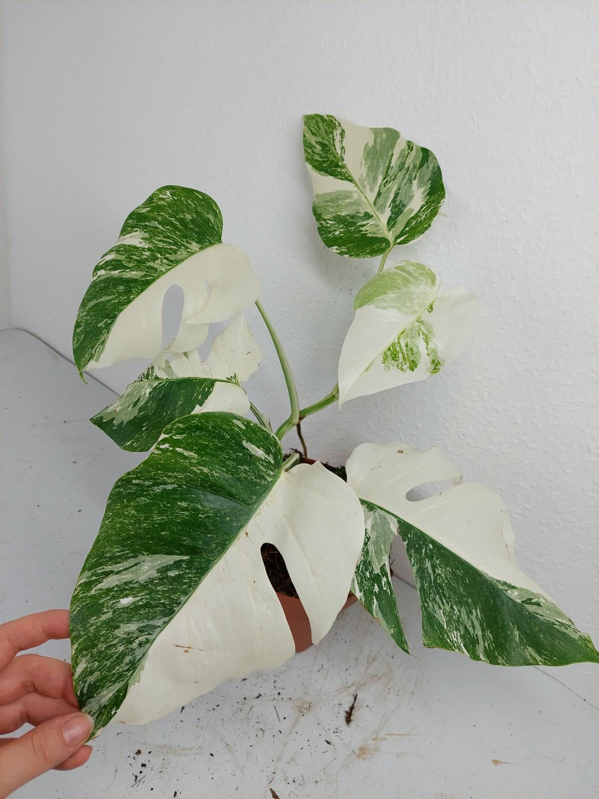 Monstera Variegata (zum aussuchen)