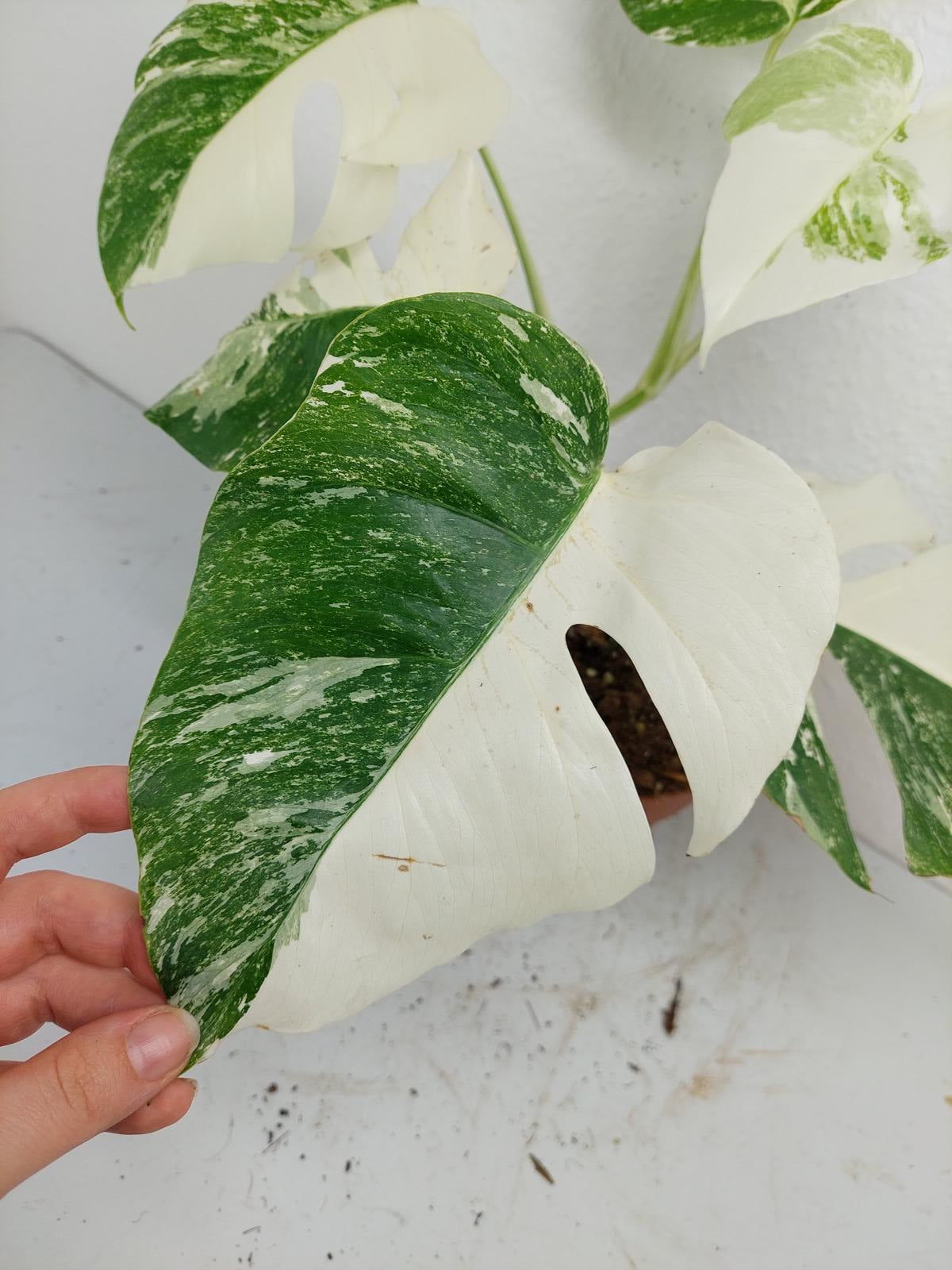 Monstera Variegata (zum aussuchen)