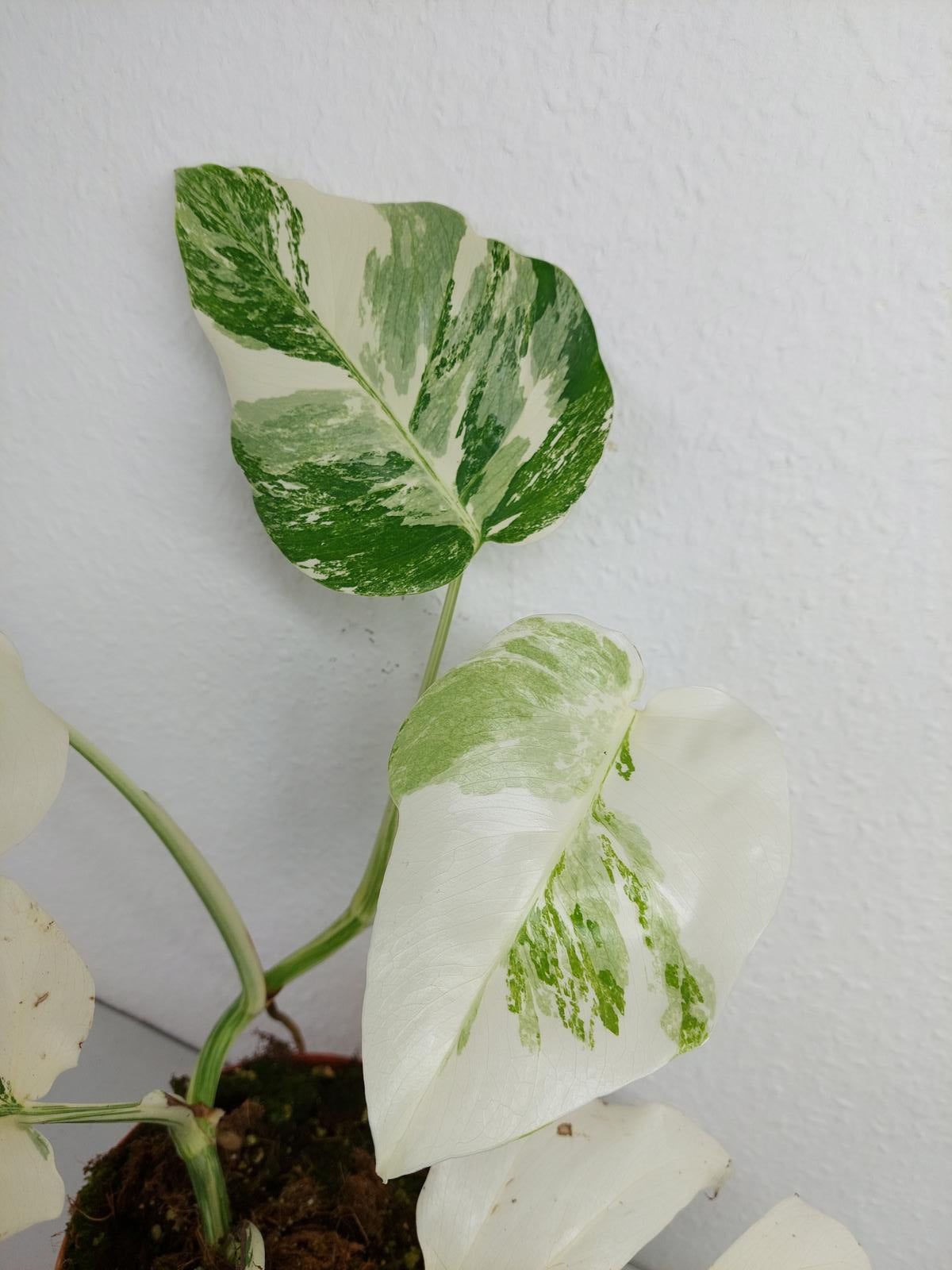 Monstera Variegata (zum aussuchen)