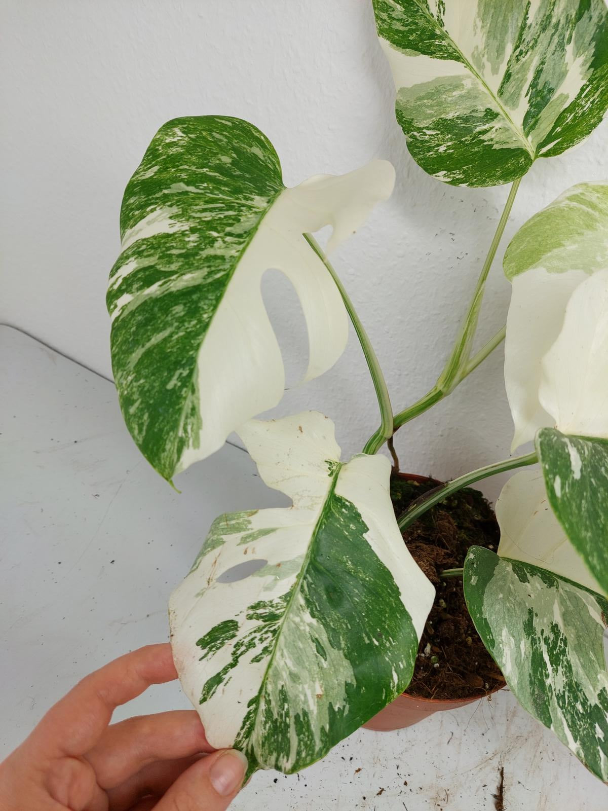 Monstera Variegata (zum aussuchen)