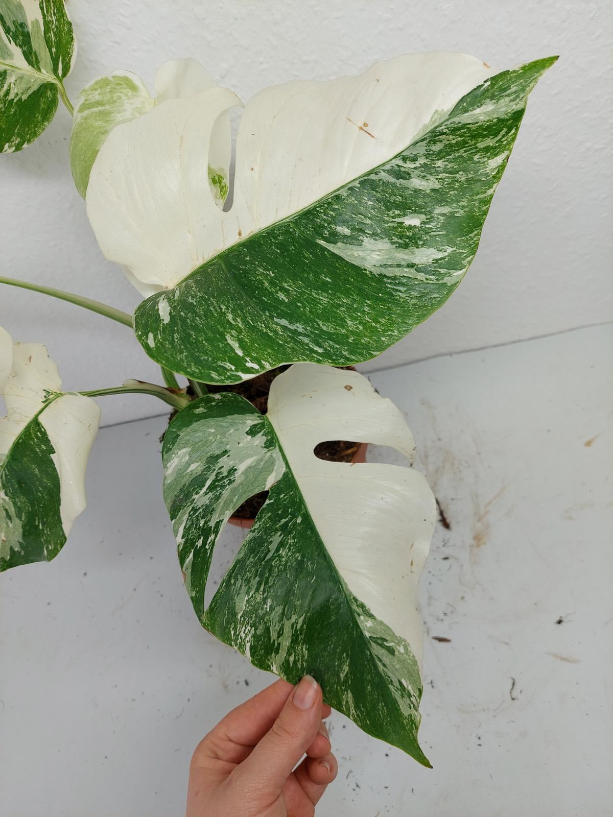 Monstera Variegata (zum aussuchen)