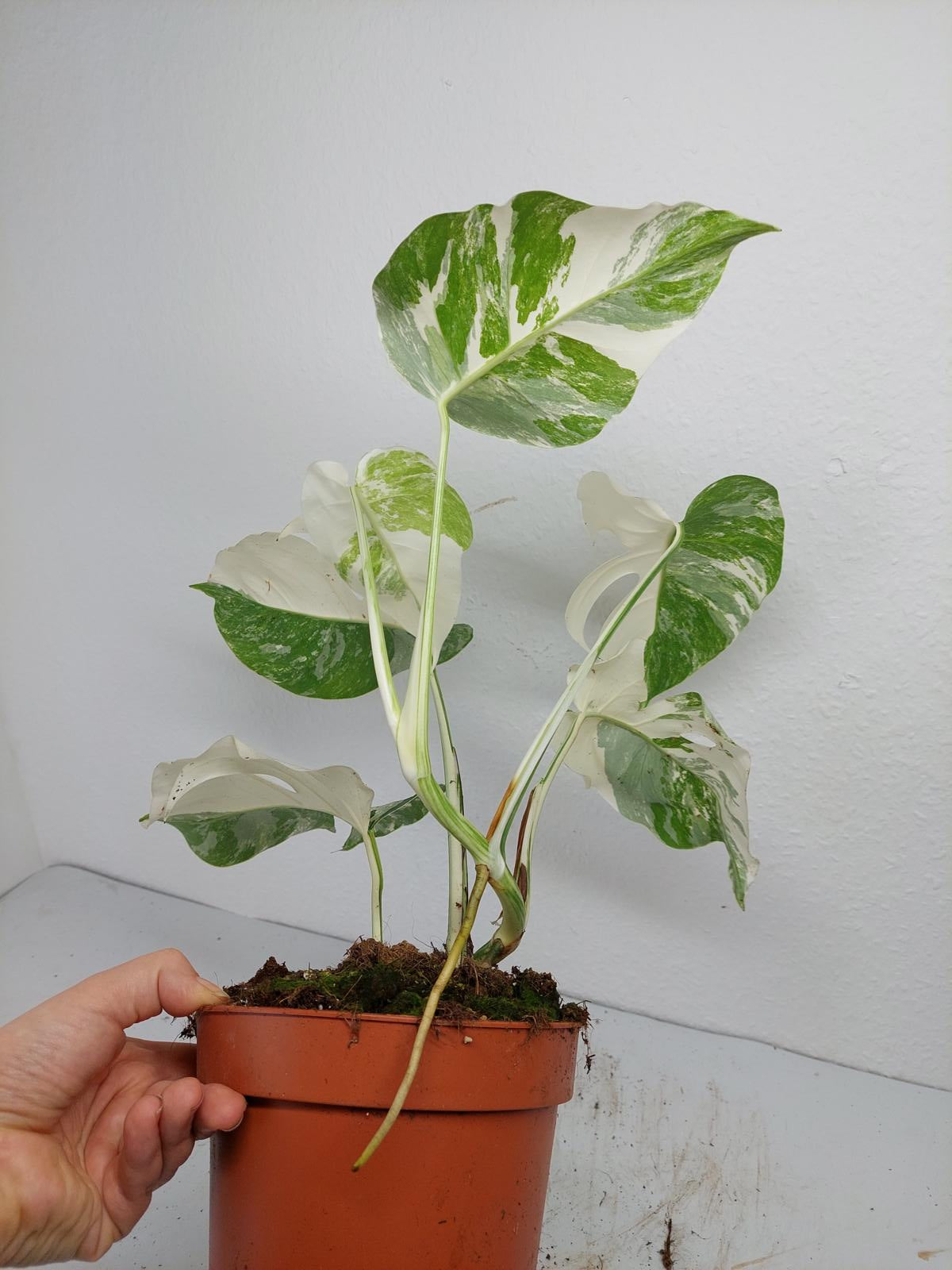 Monstera Variegata (zum aussuchen)