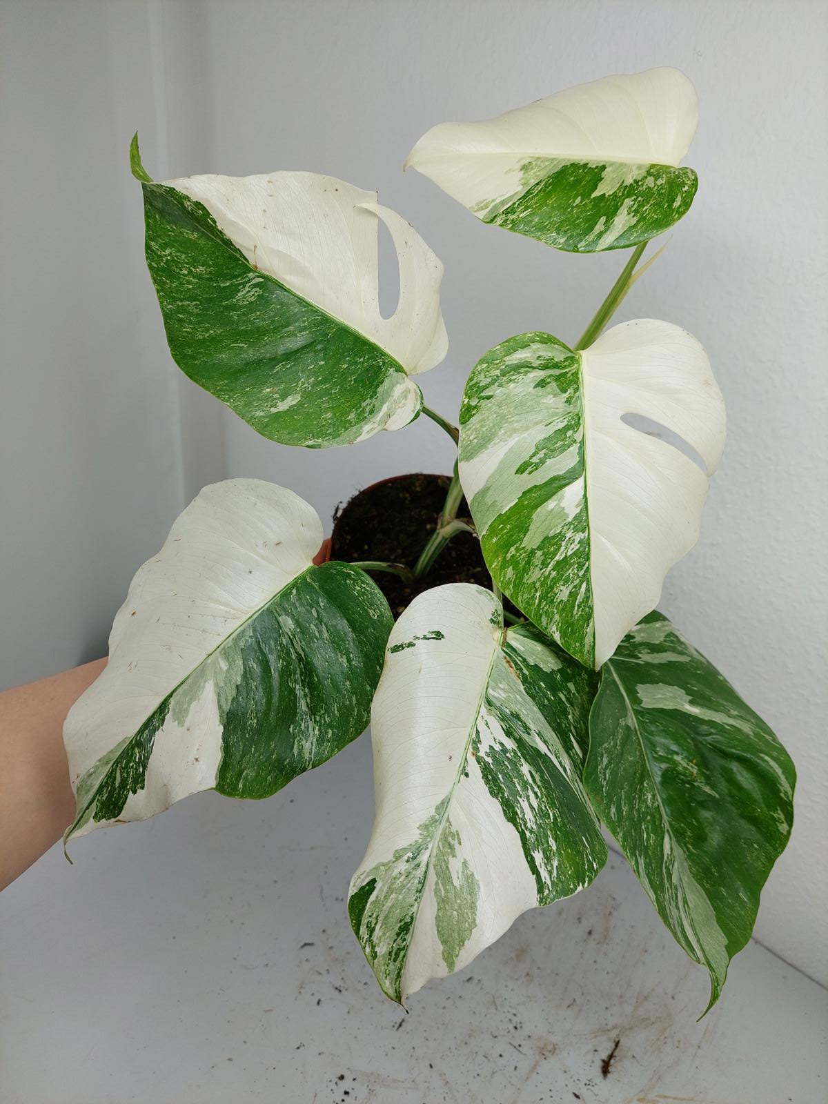 Monstera Variegata (zum aussuchen)