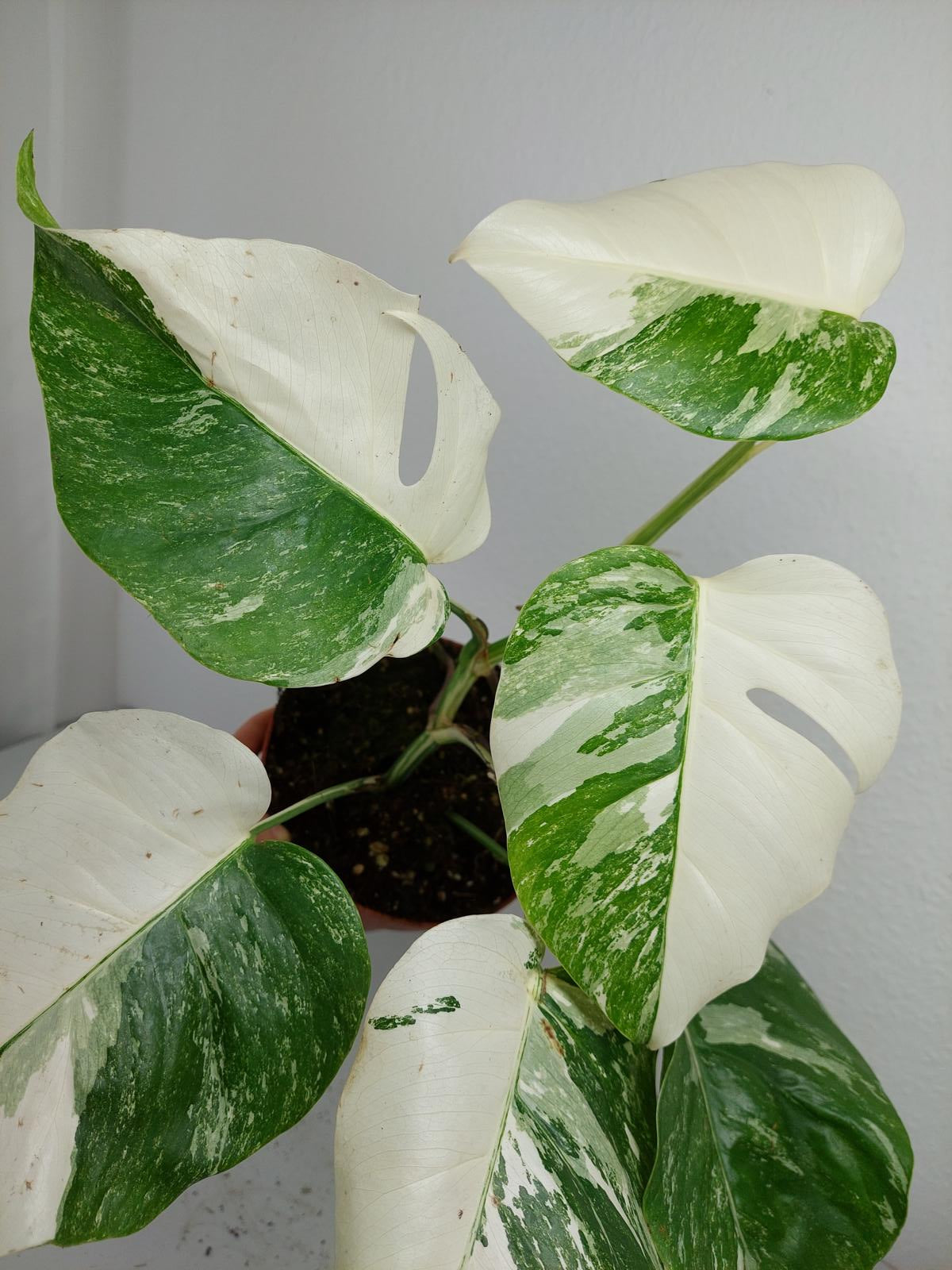 Monstera Variegata (zum aussuchen)