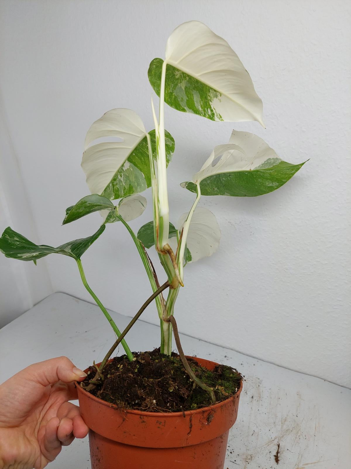 Monstera Variegata (zum aussuchen)