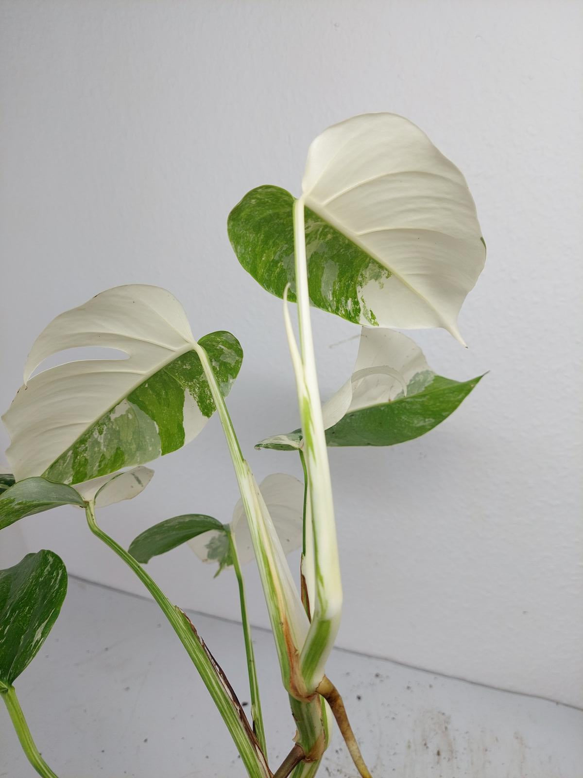 Monstera Variegata (zum aussuchen)