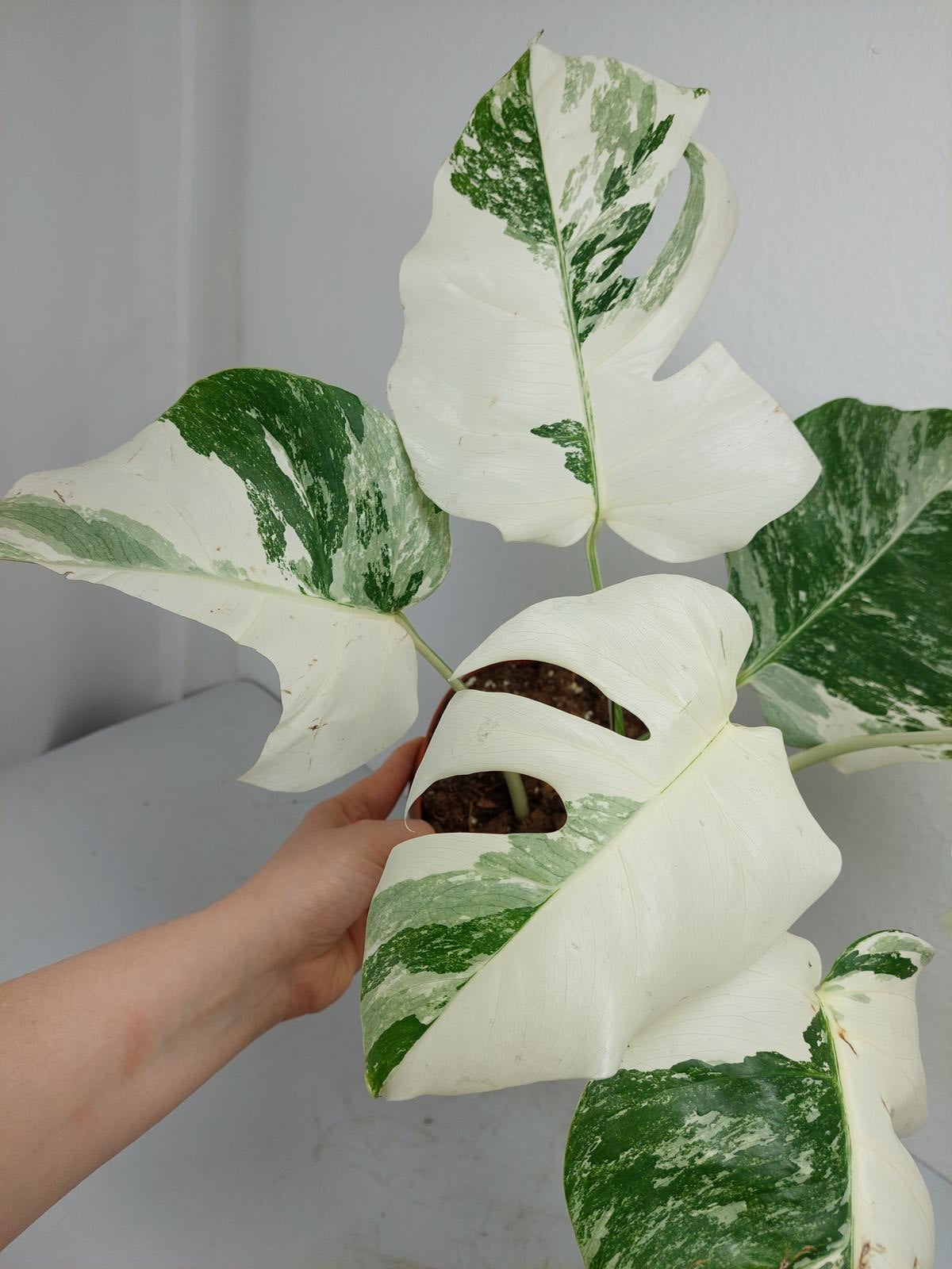 Monstera Variegata (zum aussuchen)