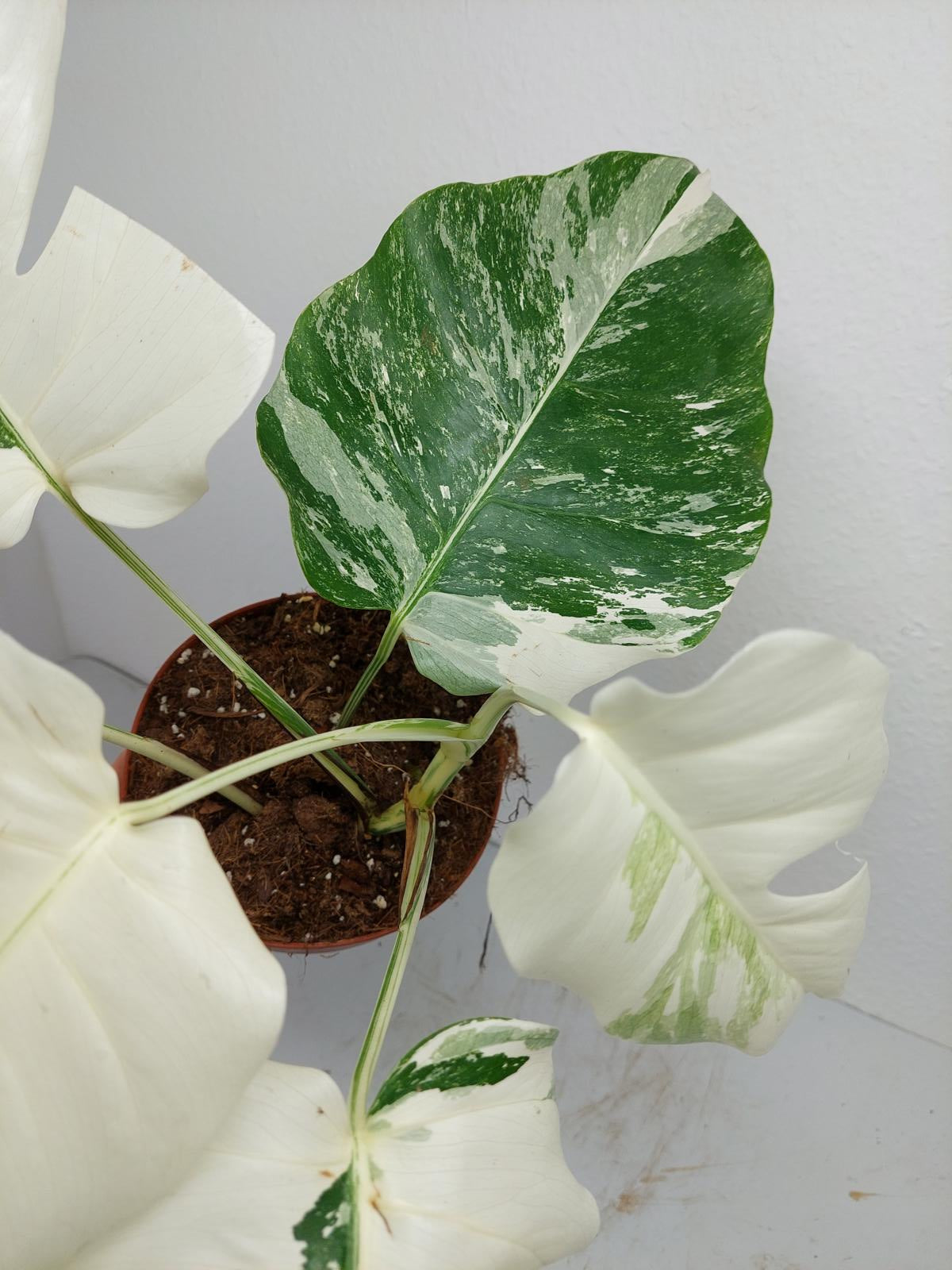 Monstera Variegata (zum aussuchen)