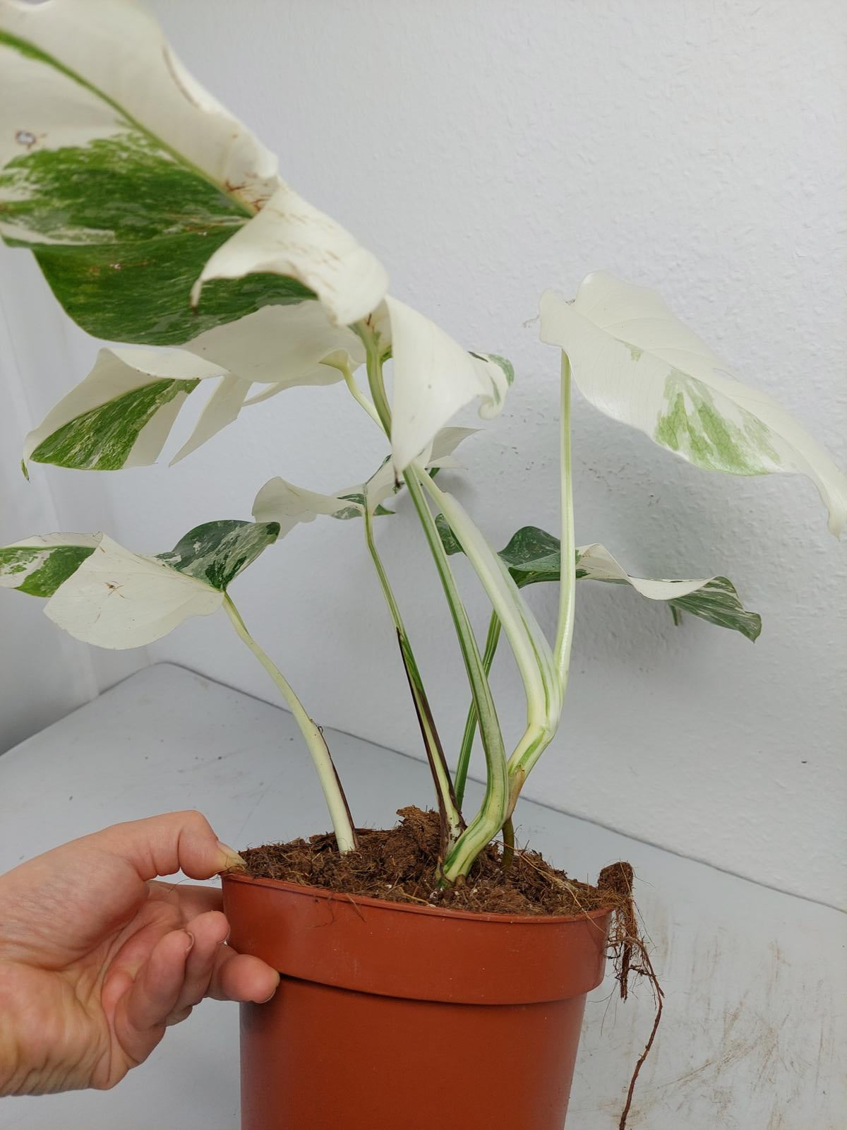 Monstera Variegata (zum aussuchen)