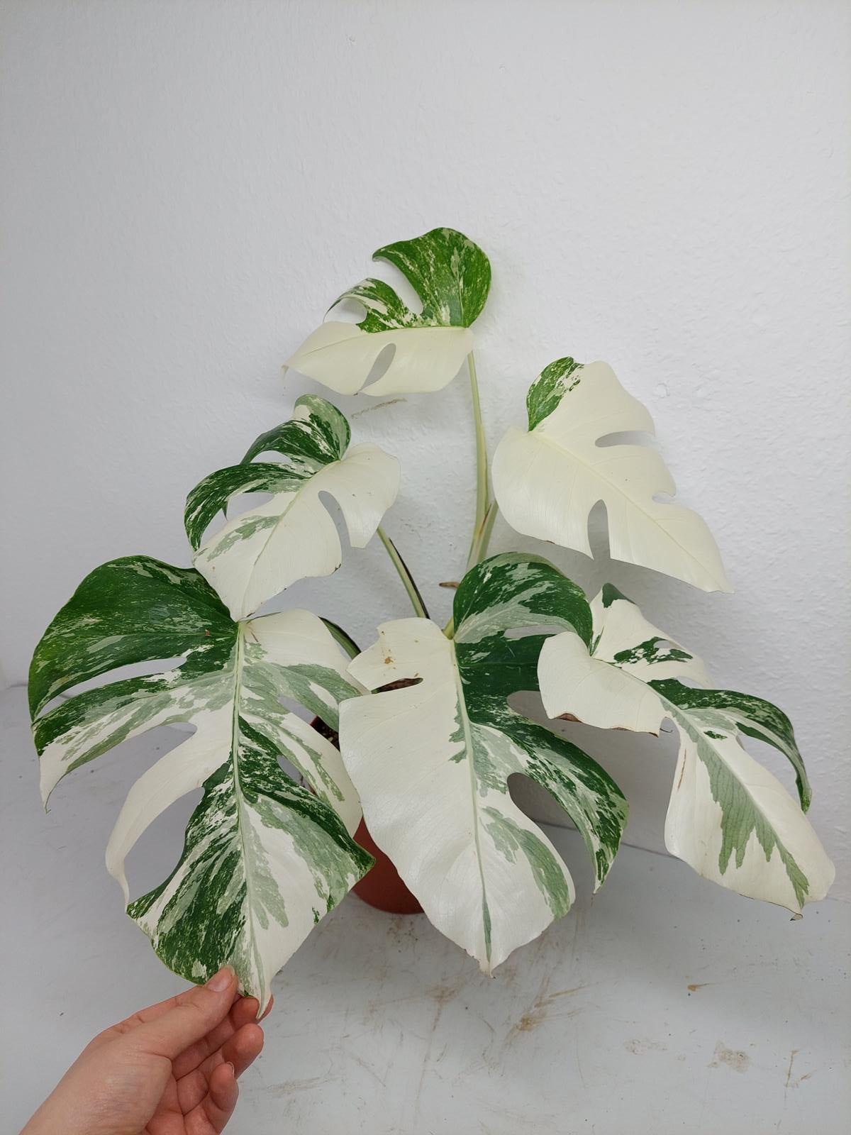 Monstera Variegata (zum aussuchen)