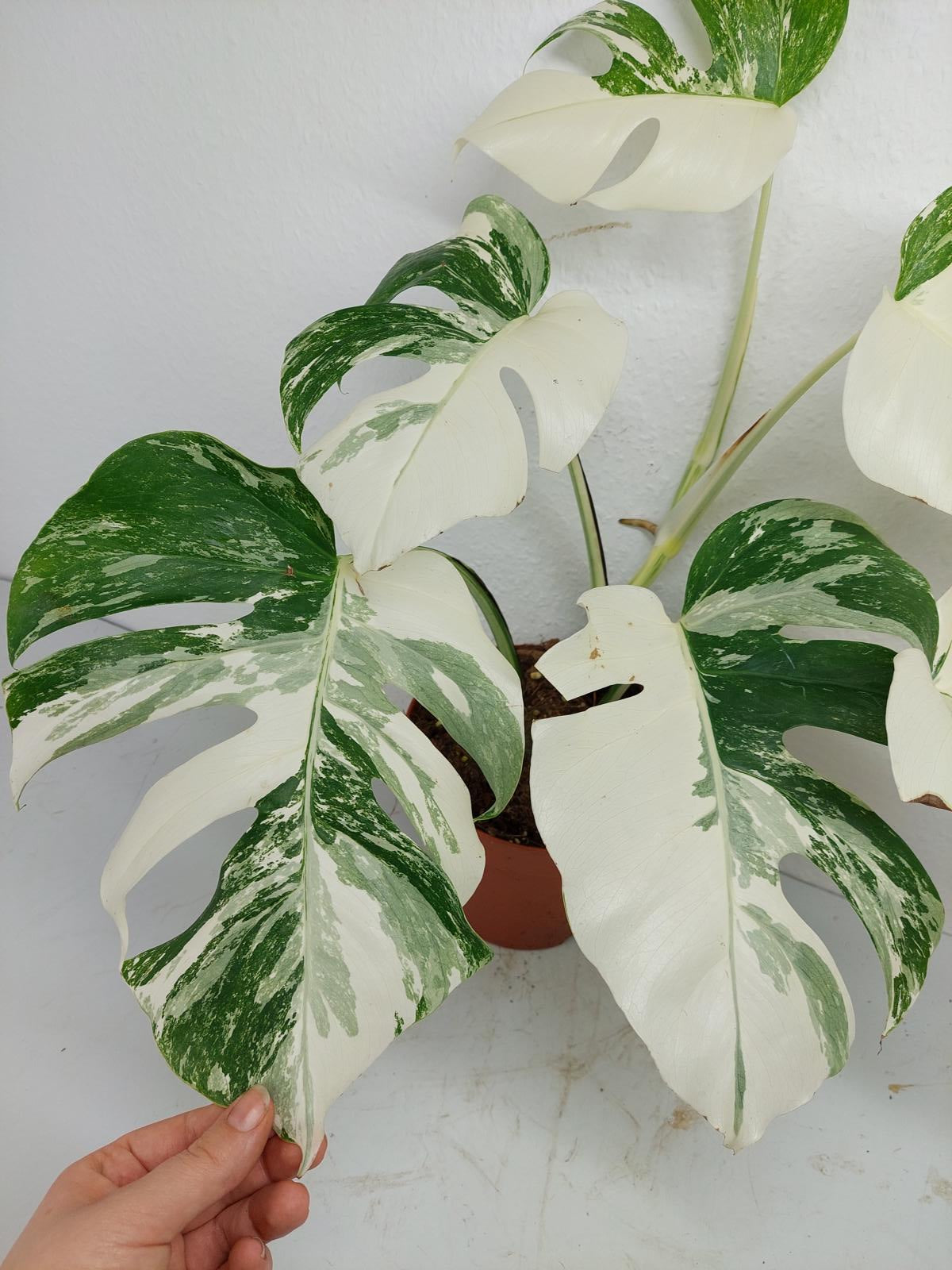 Monstera Variegata (zum aussuchen)