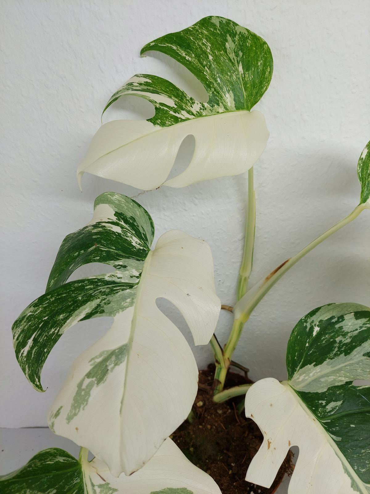 Monstera Variegata (zum aussuchen)