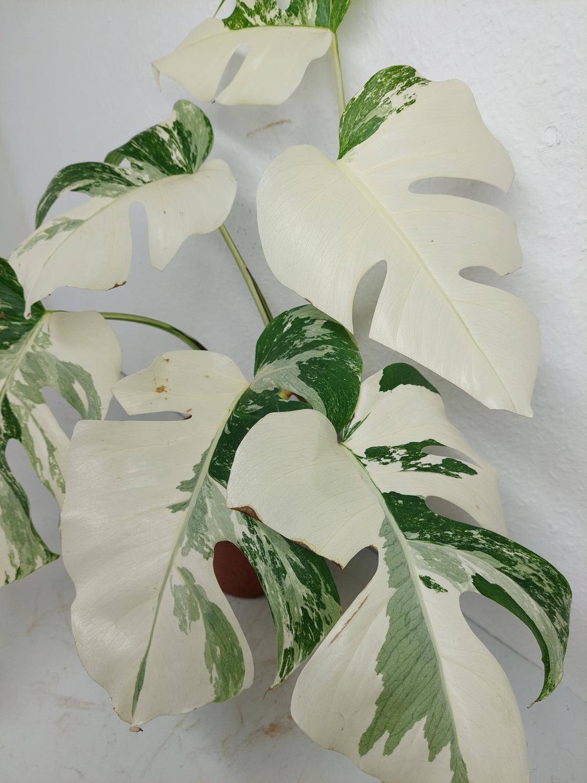 Monstera Variegata (zum aussuchen)