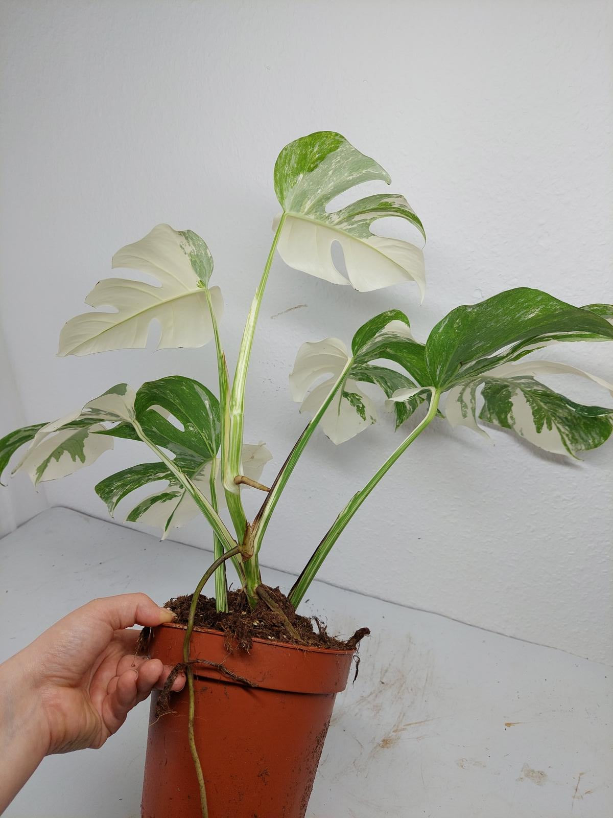 Monstera Variegata (zum aussuchen)