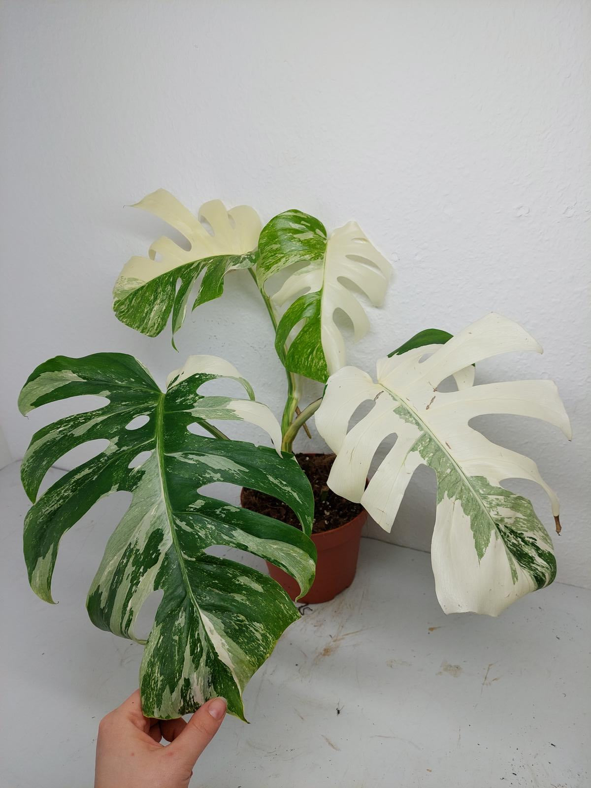 Monstera Variegata (zum aussuchen)