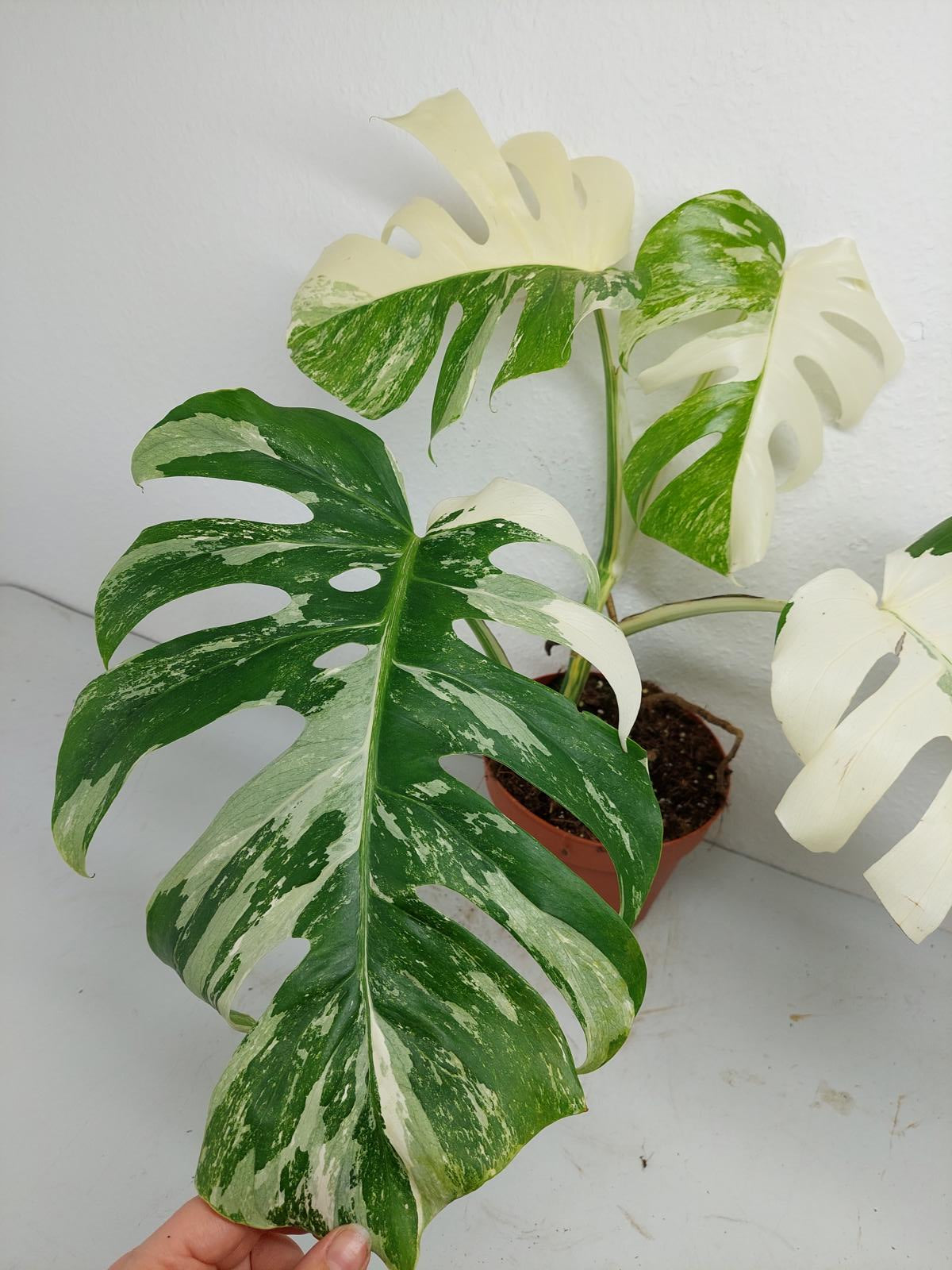 Monstera Variegata (zum aussuchen)