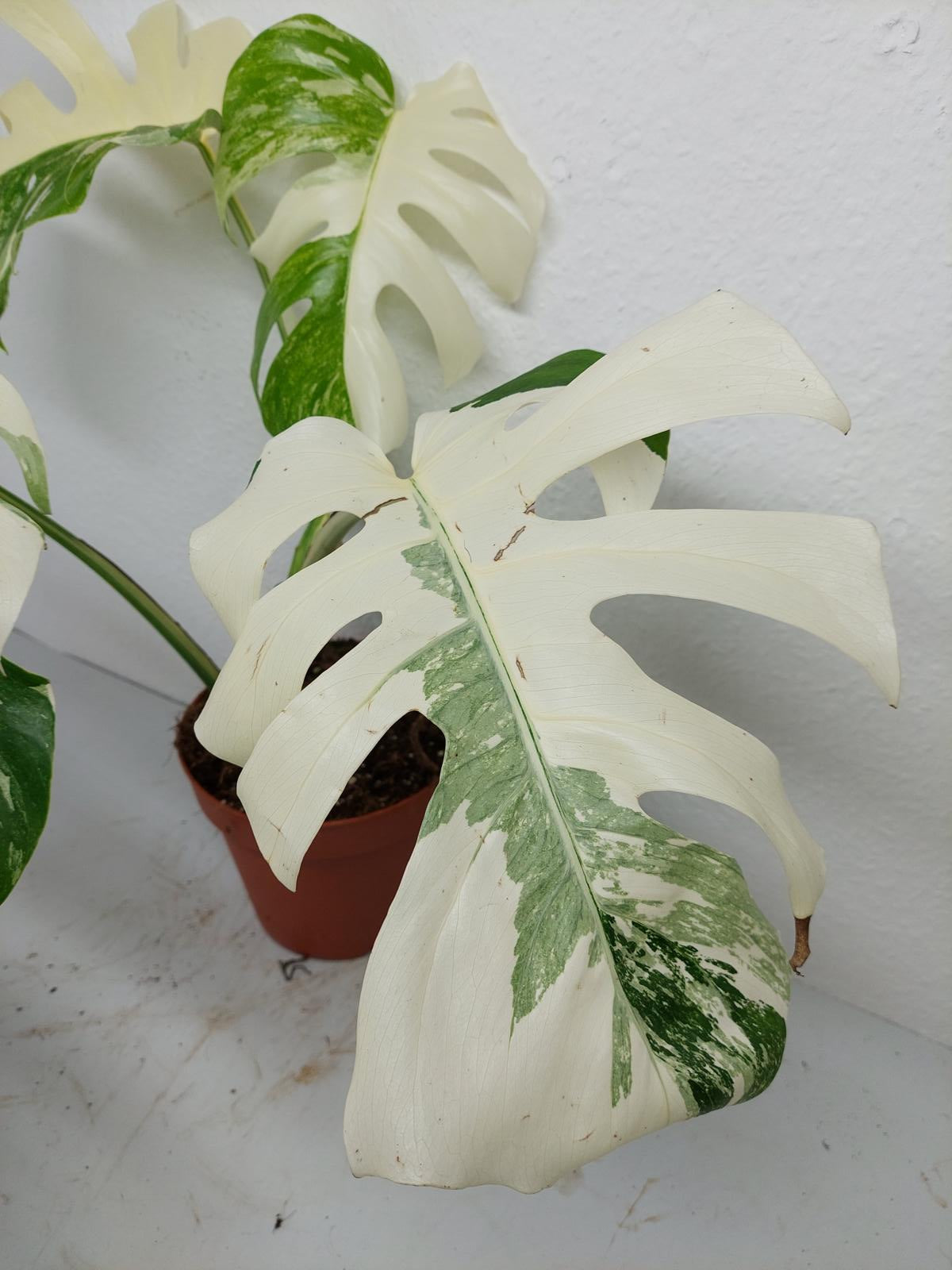 Monstera Variegata (zum aussuchen)