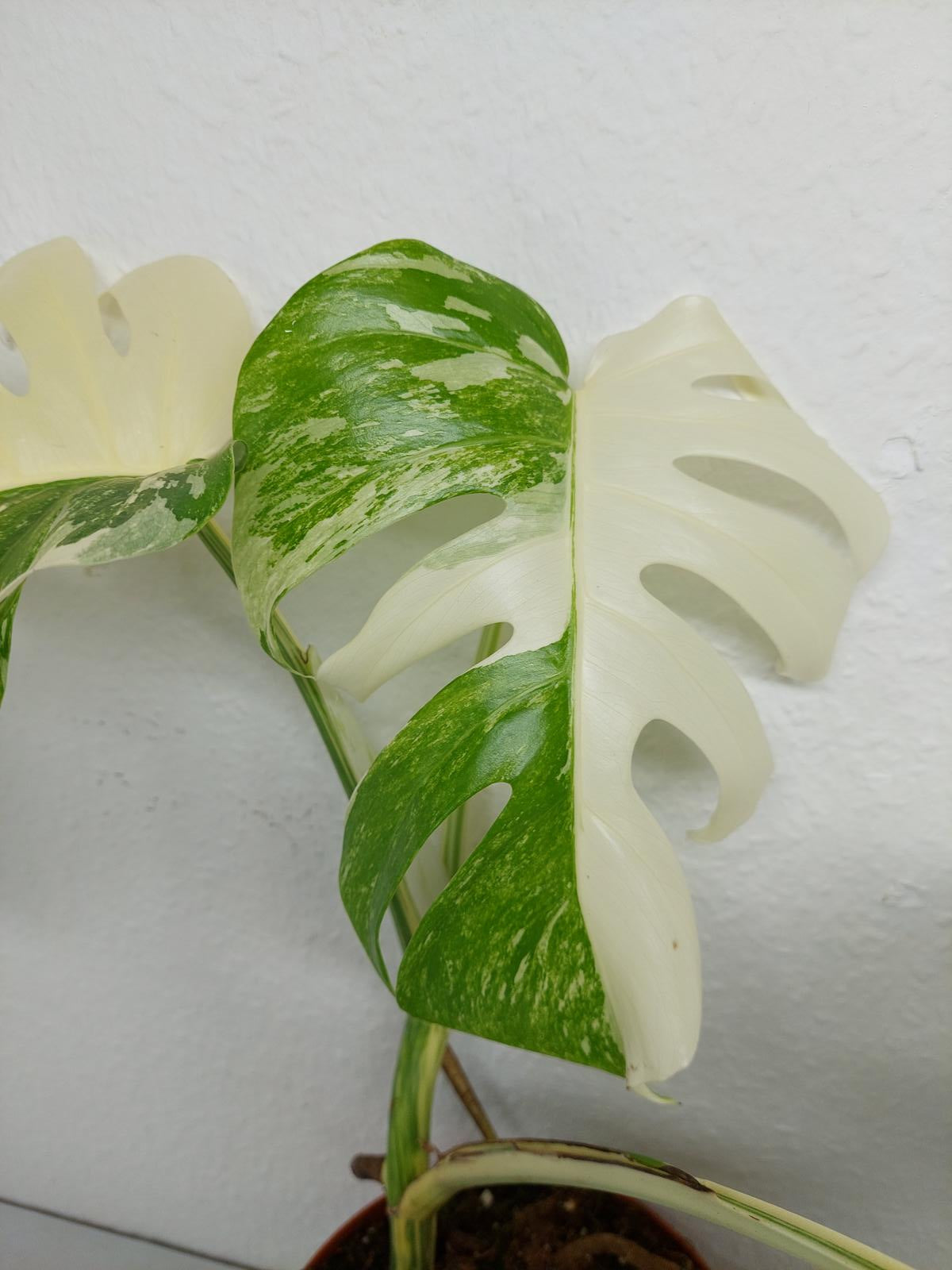 Monstera Variegata (zum aussuchen)