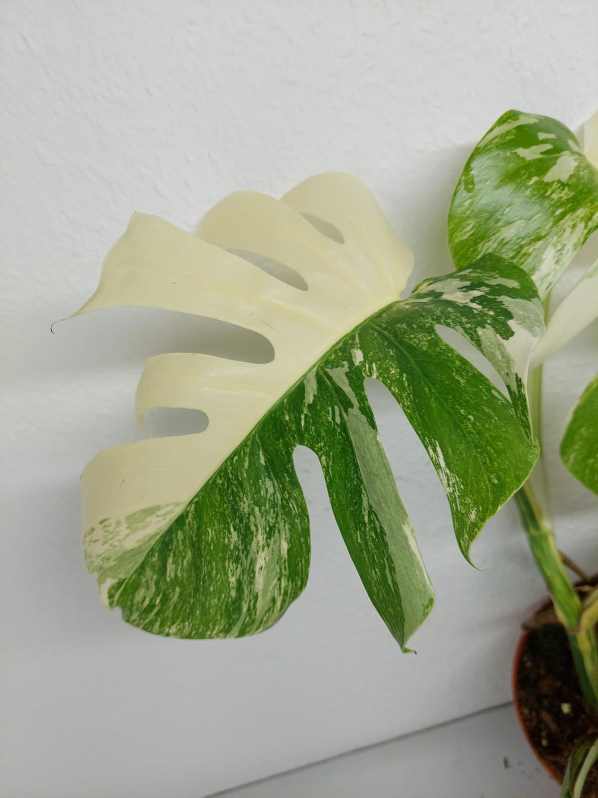 Monstera Variegata (zum aussuchen)