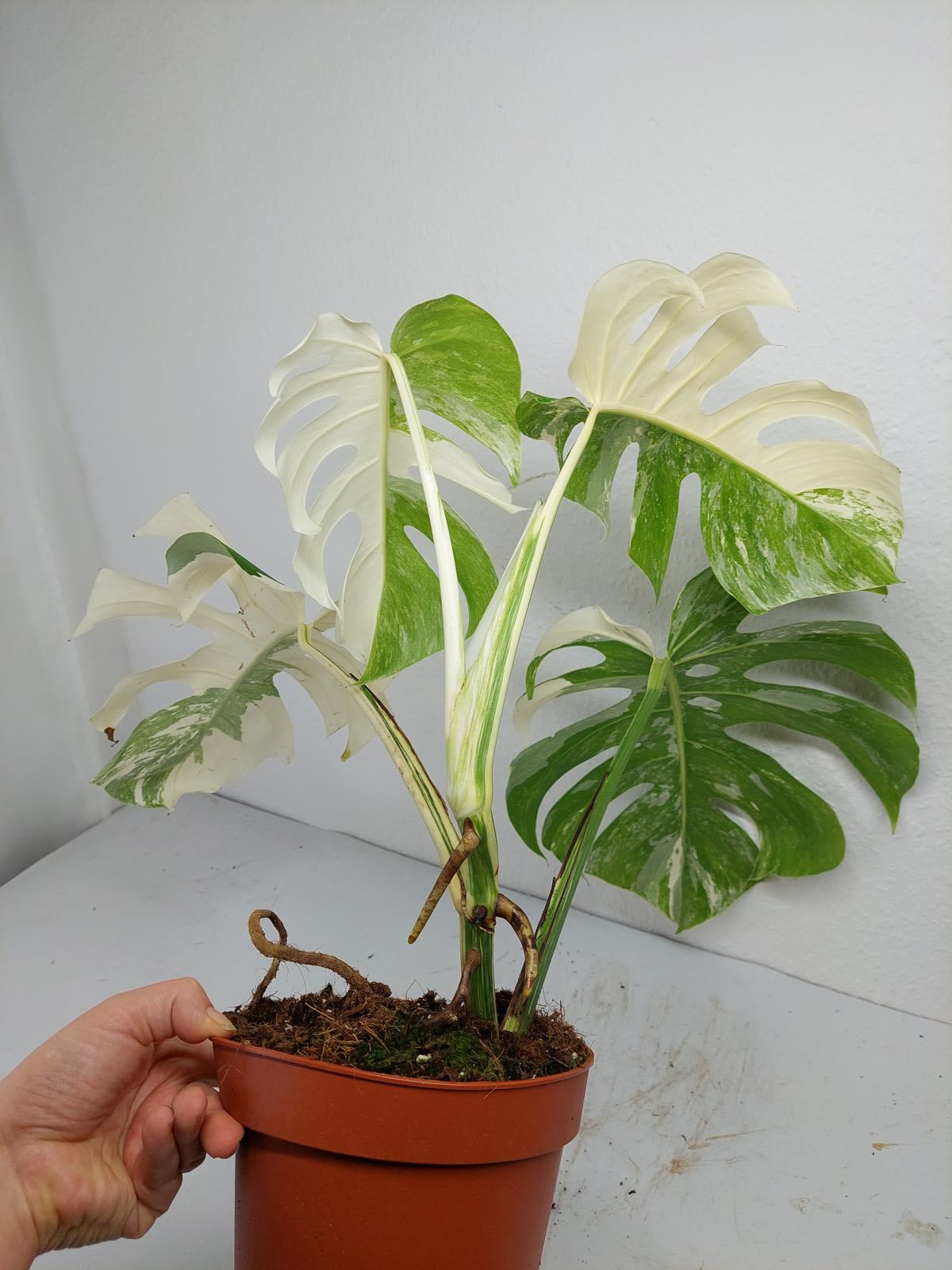 Monstera Variegata (zum aussuchen)