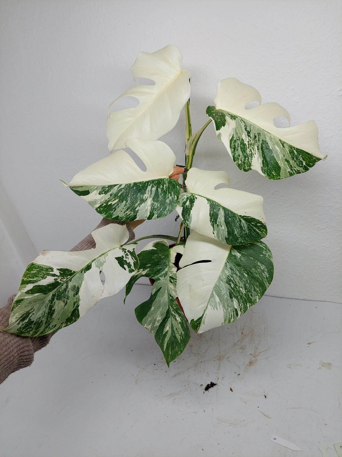 Monstera Variegata (zum aussuchen)