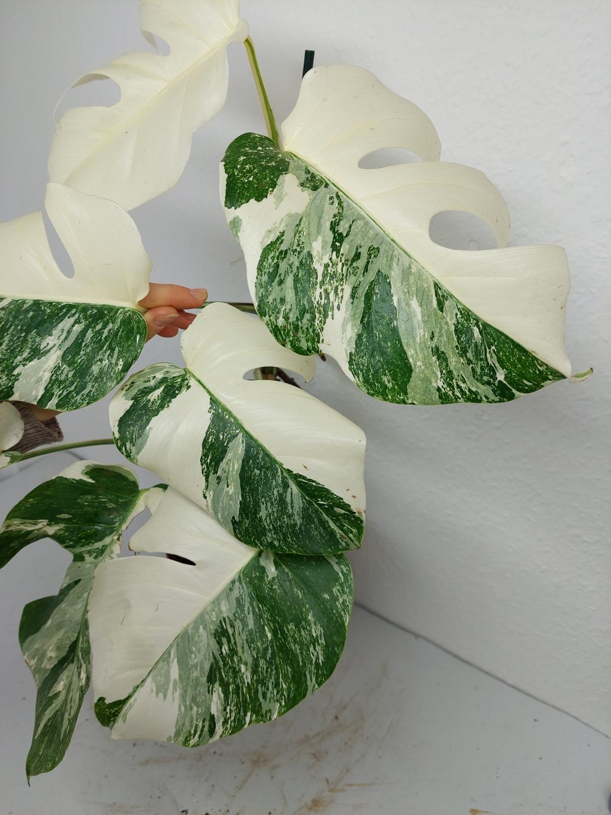 Monstera Variegata (zum aussuchen)