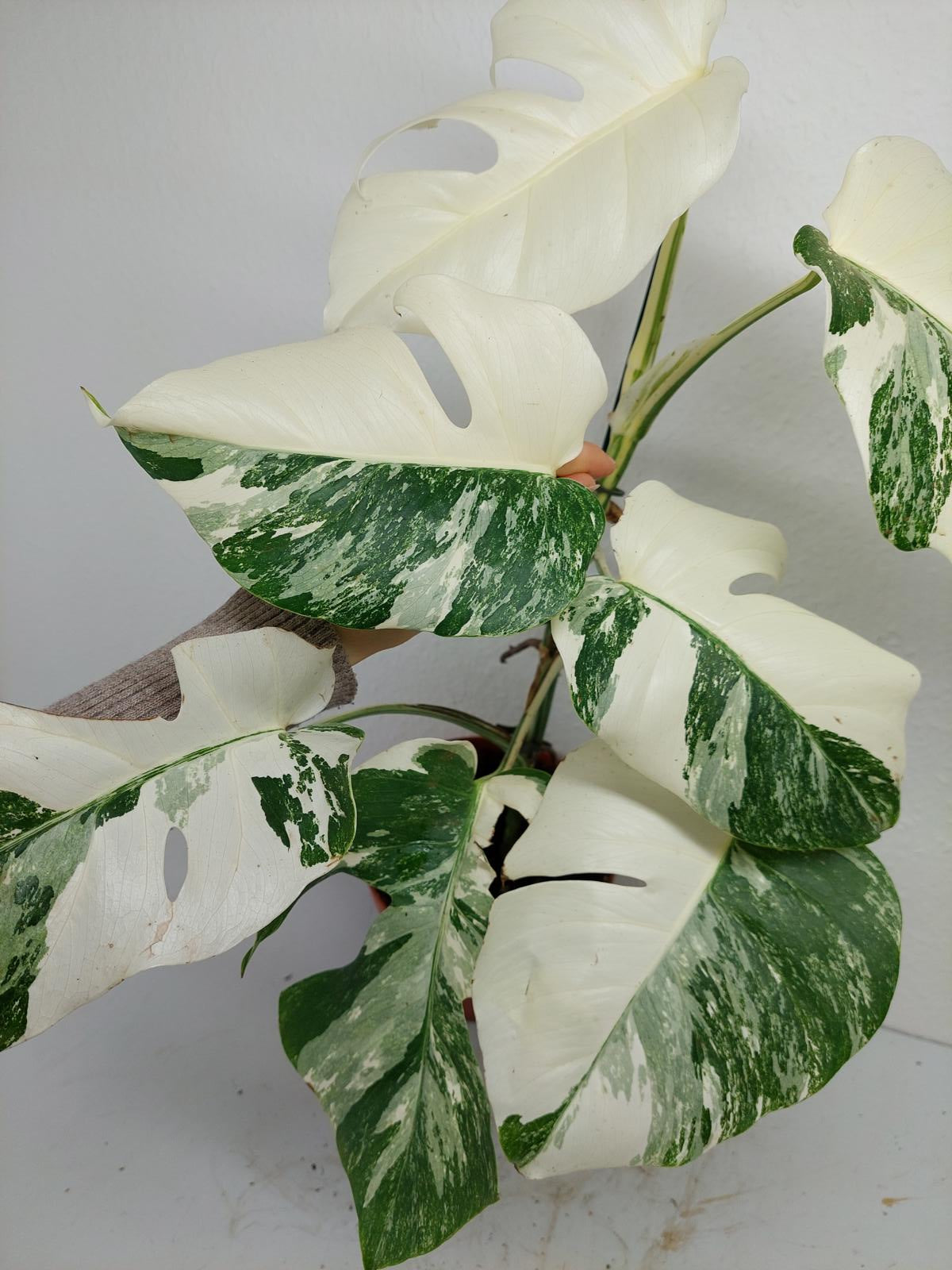 Monstera Variegata (zum aussuchen)