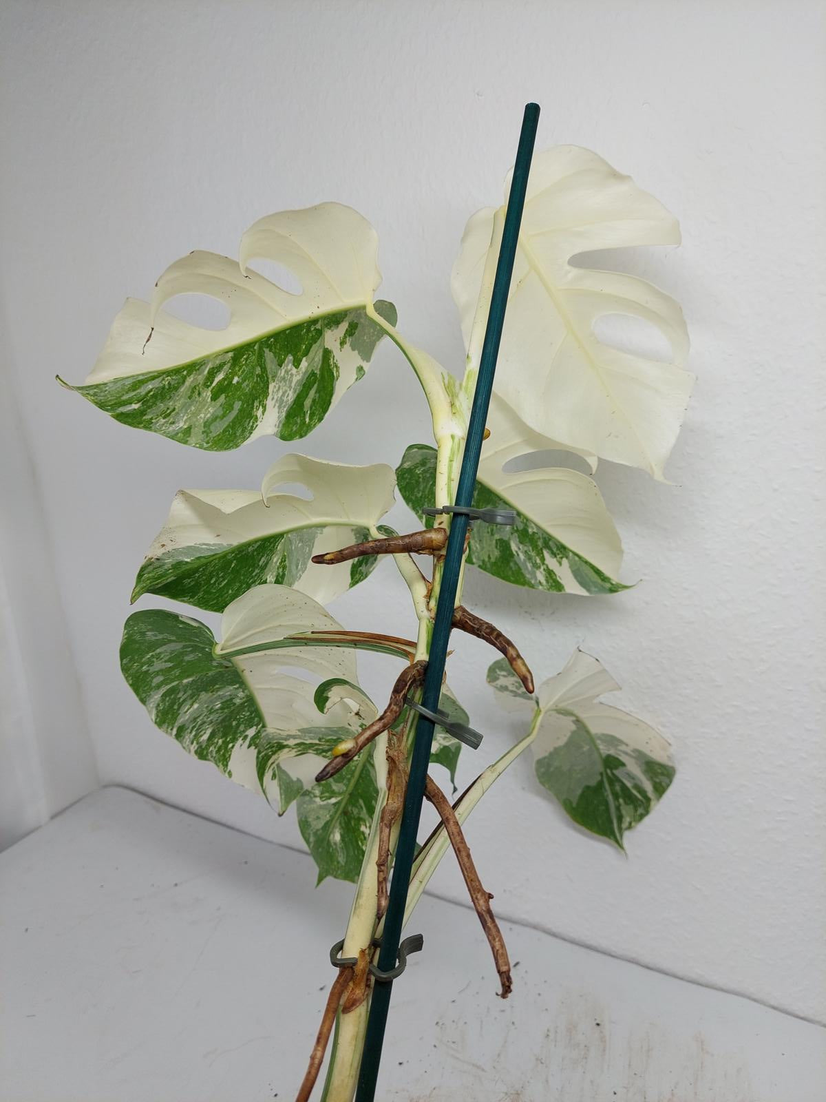 Monstera Variegata (zum aussuchen)