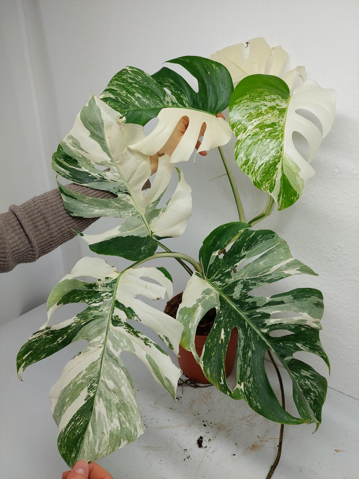 Monstera Variegata (zum aussuchen)