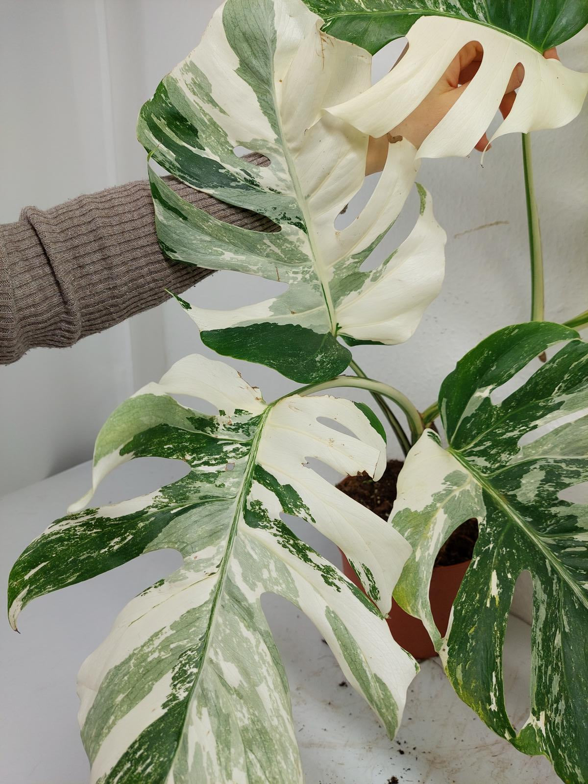 Monstera Variegata (zum aussuchen)