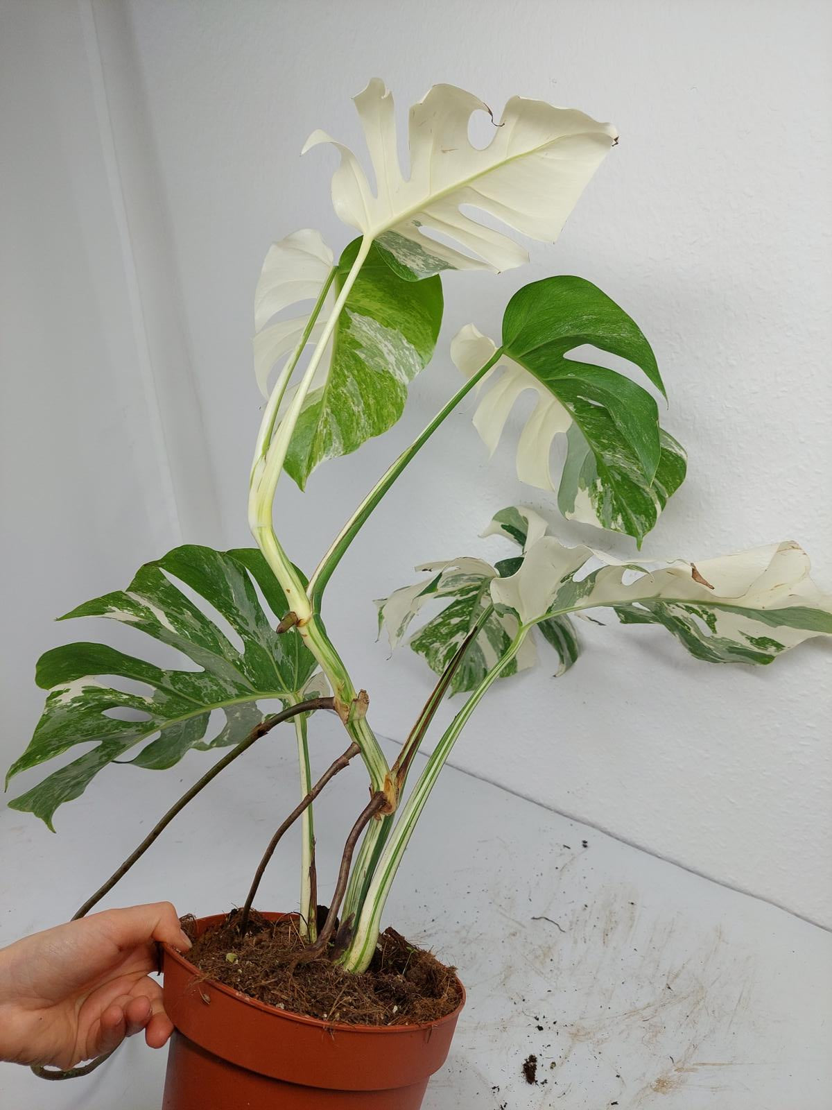 Monstera Variegata (zum aussuchen)