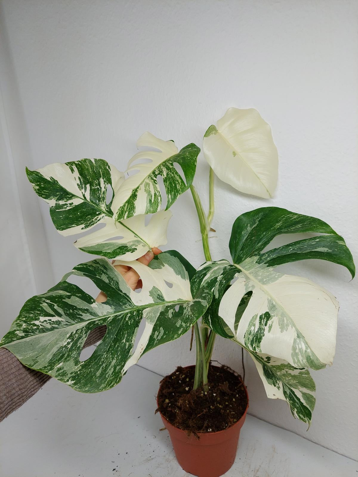 Monstera Variegata (zum aussuchen)