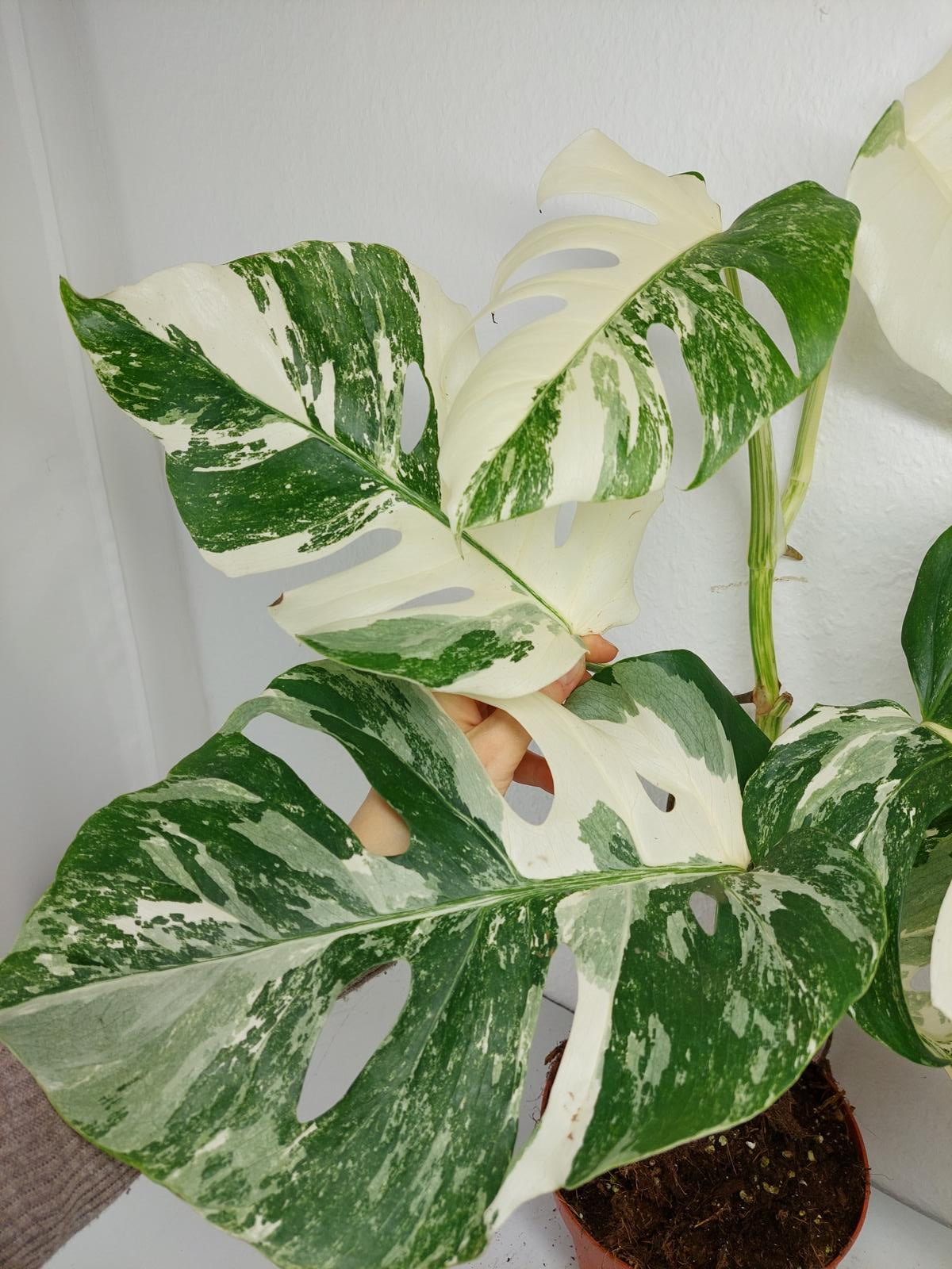 Monstera Variegata (zum aussuchen)