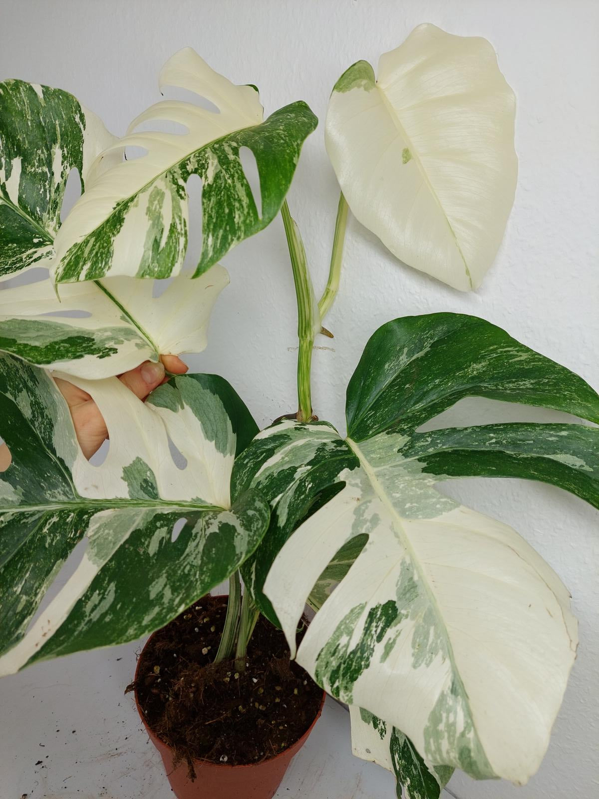 Monstera Variegata (zum aussuchen)