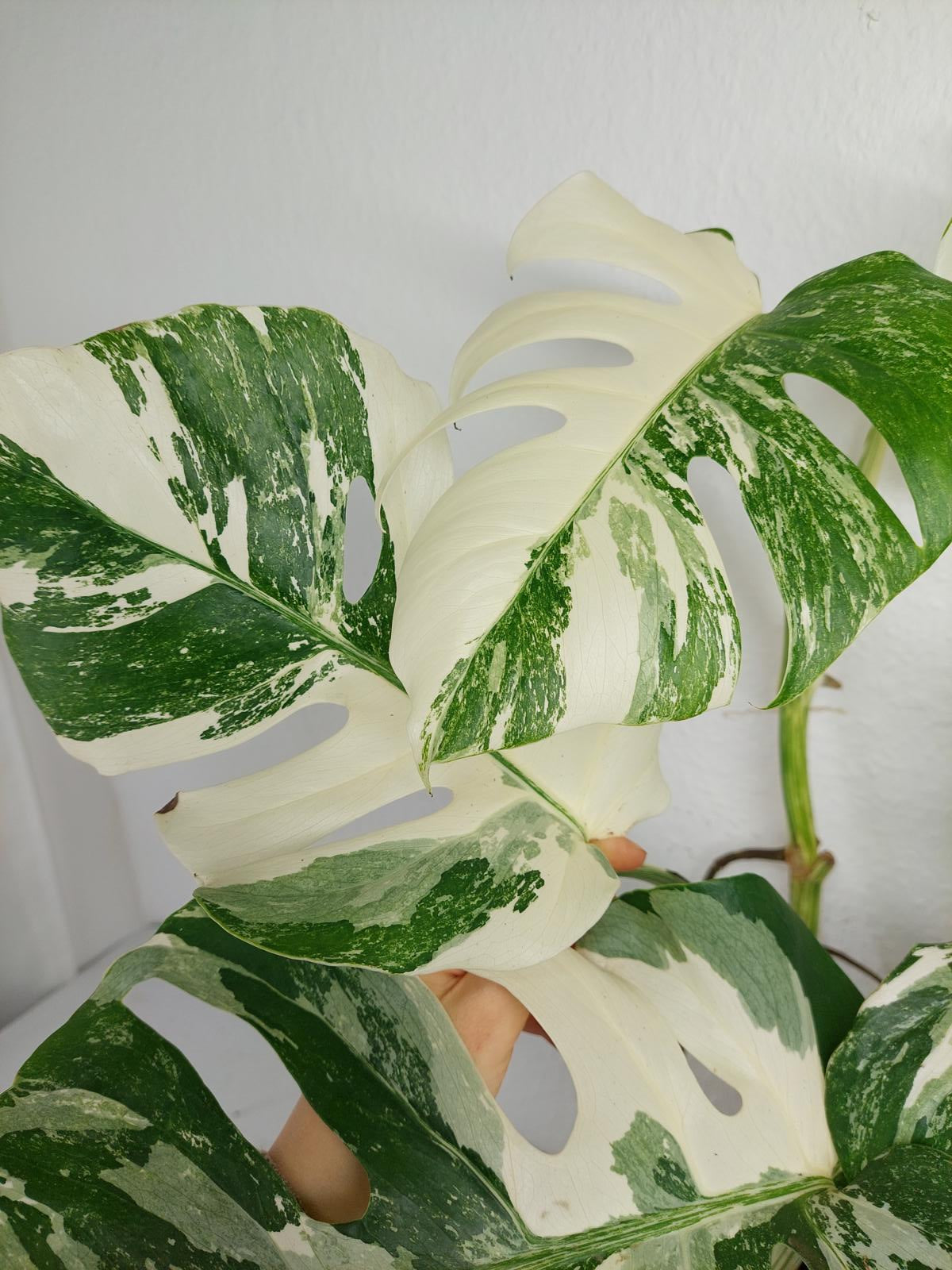 Monstera Variegata (zum aussuchen)