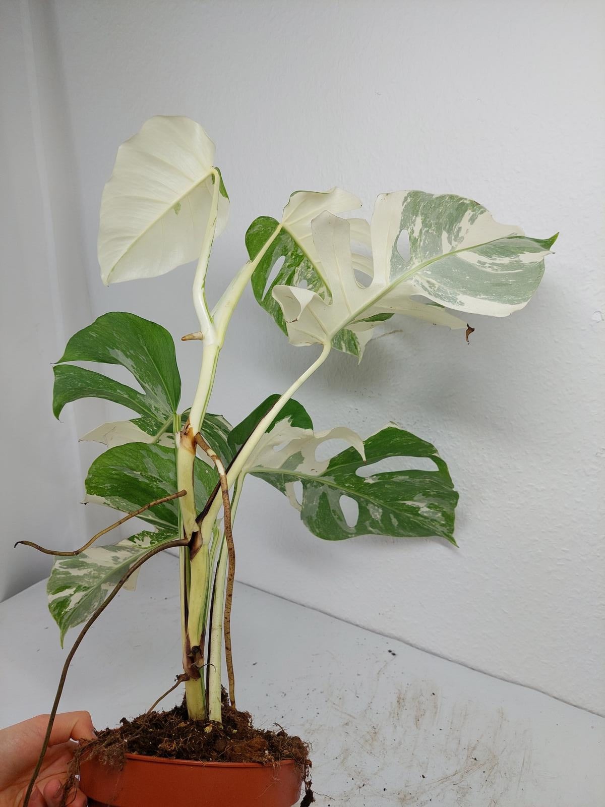 Monstera Variegata (zum aussuchen)