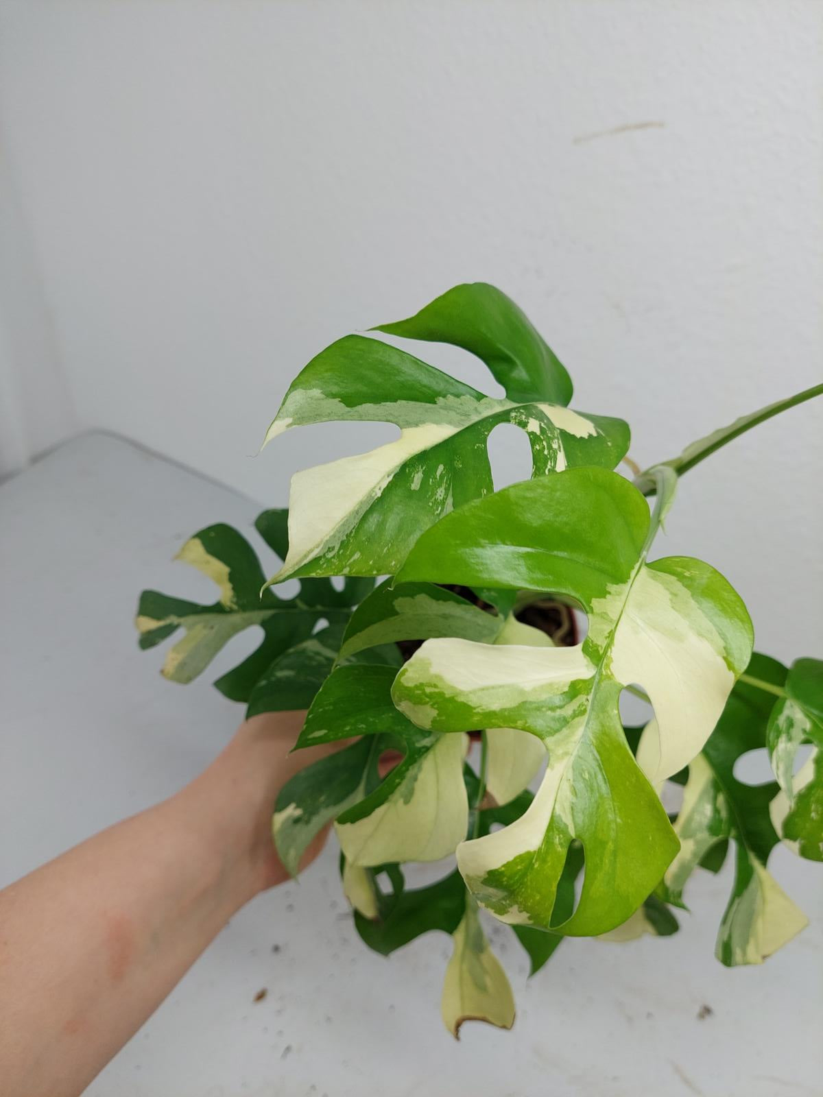 Raphidophora Tetrasperma / Monstera Minima Variegata