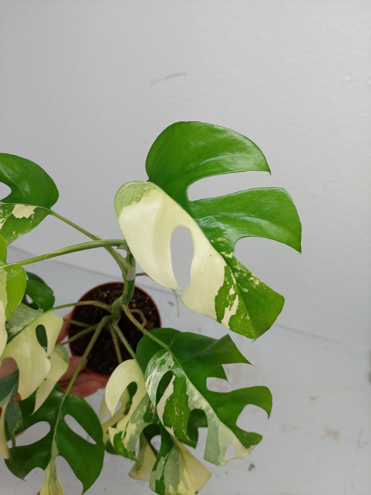 Raphidophora Tetrasperma / Monstera Minima Variegata