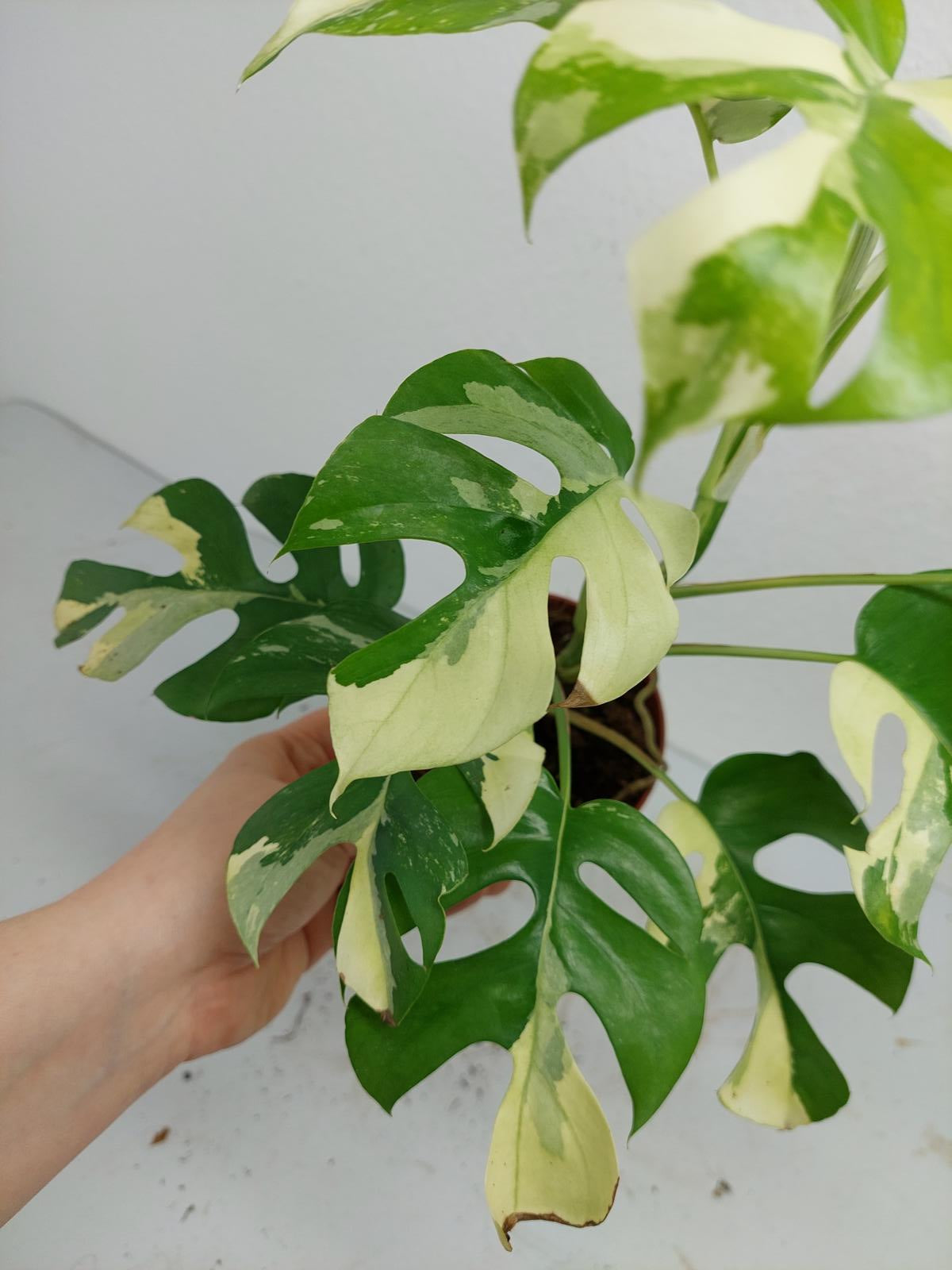 Raphidophora Tetrasperma / Monstera Minima Variegata