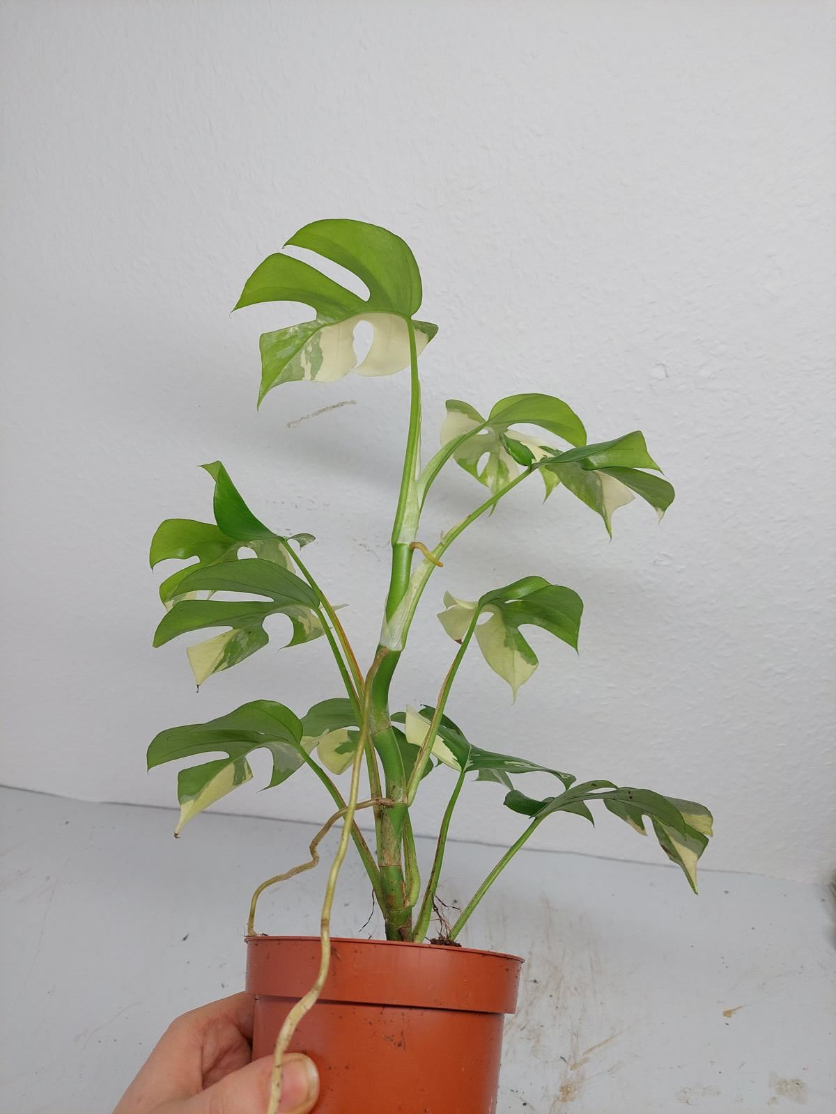 Raphidophora Tetrasperma / Monstera Minima Variegata