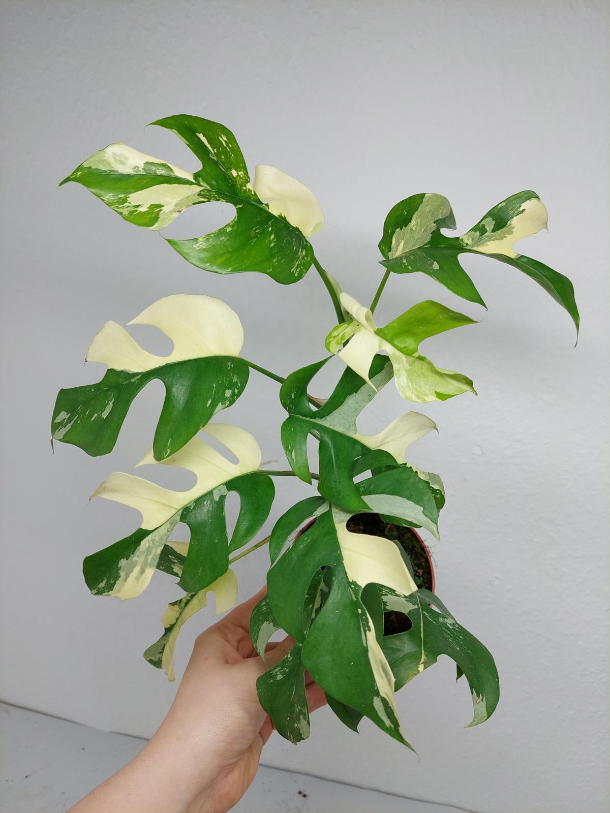 Raphidophora Tetrasperma / Monstera Minima Variegata