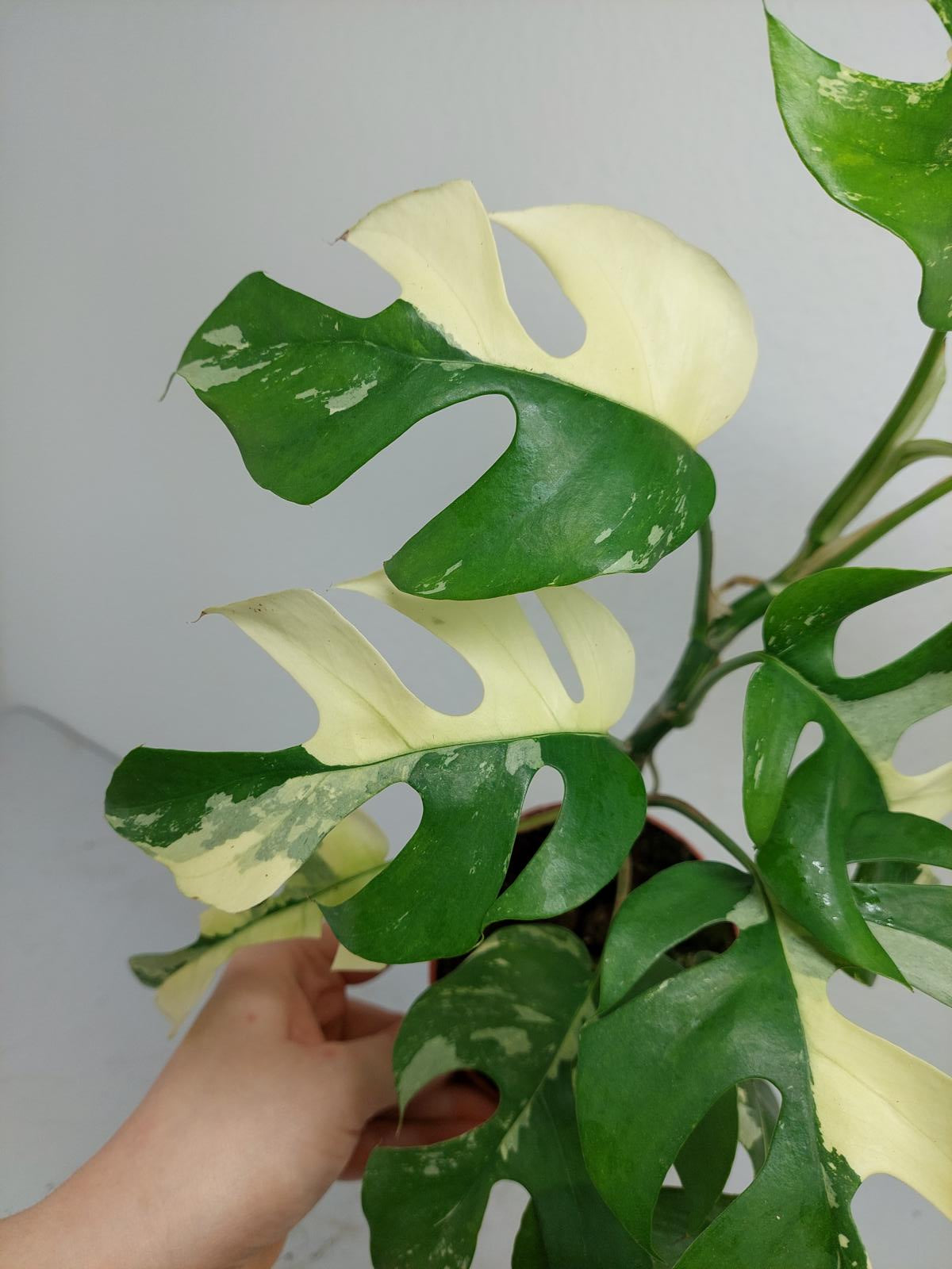 Raphidophora Tetrasperma / Monstera Minima Variegata