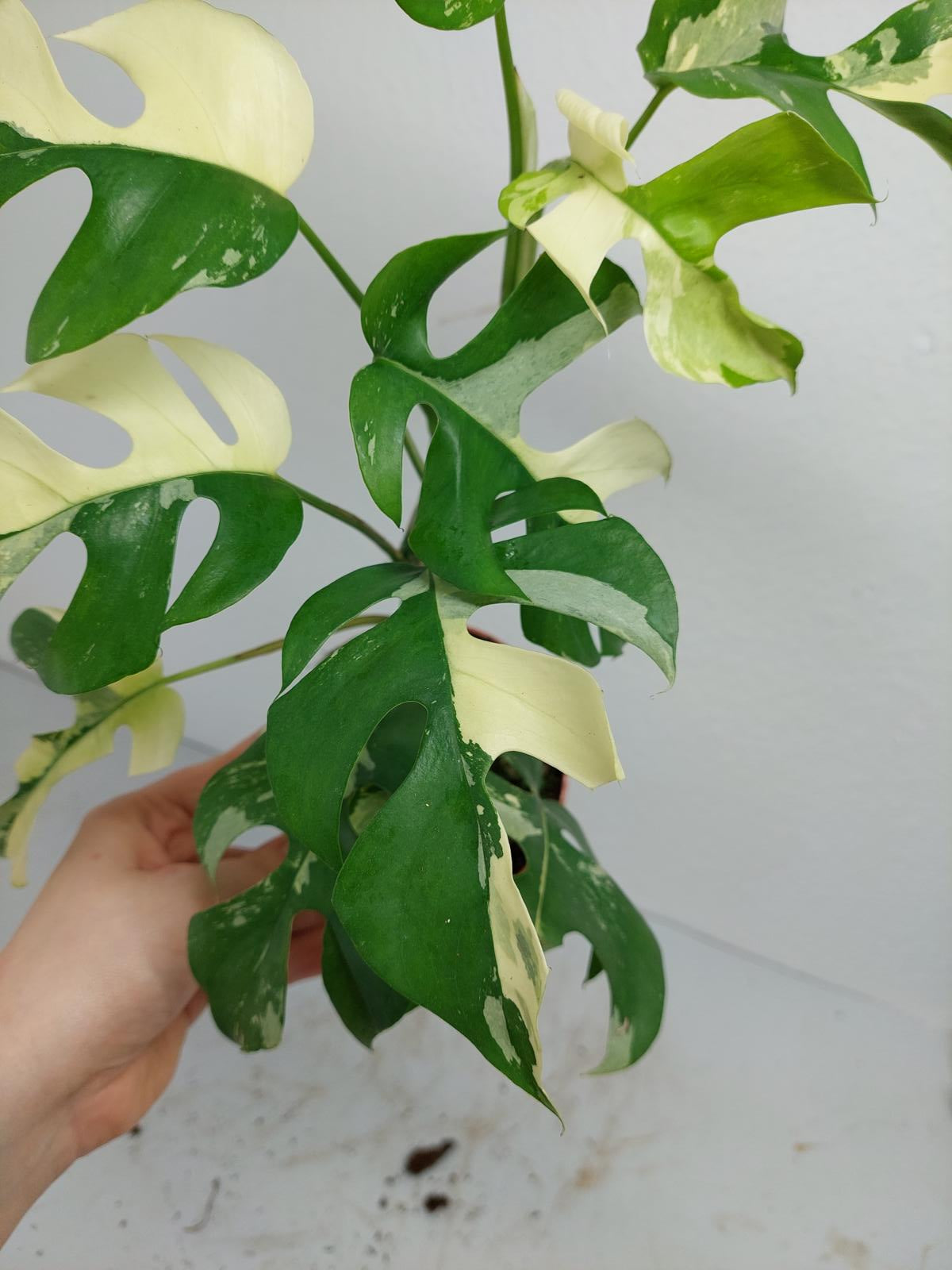 Raphidophora Tetrasperma / Monstera Minima Variegata