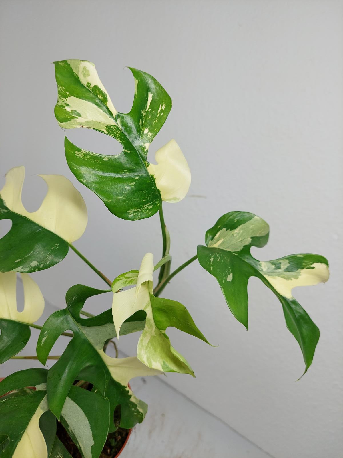 Raphidophora Tetrasperma / Monstera Minima Variegata