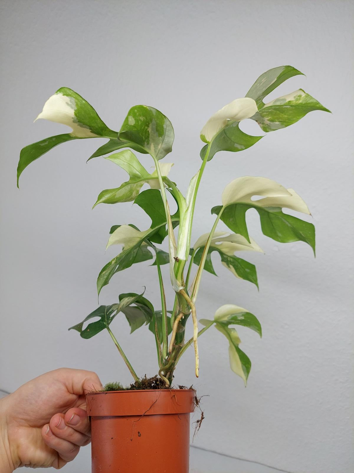 Raphidophora Tetrasperma / Monstera Minima Variegata